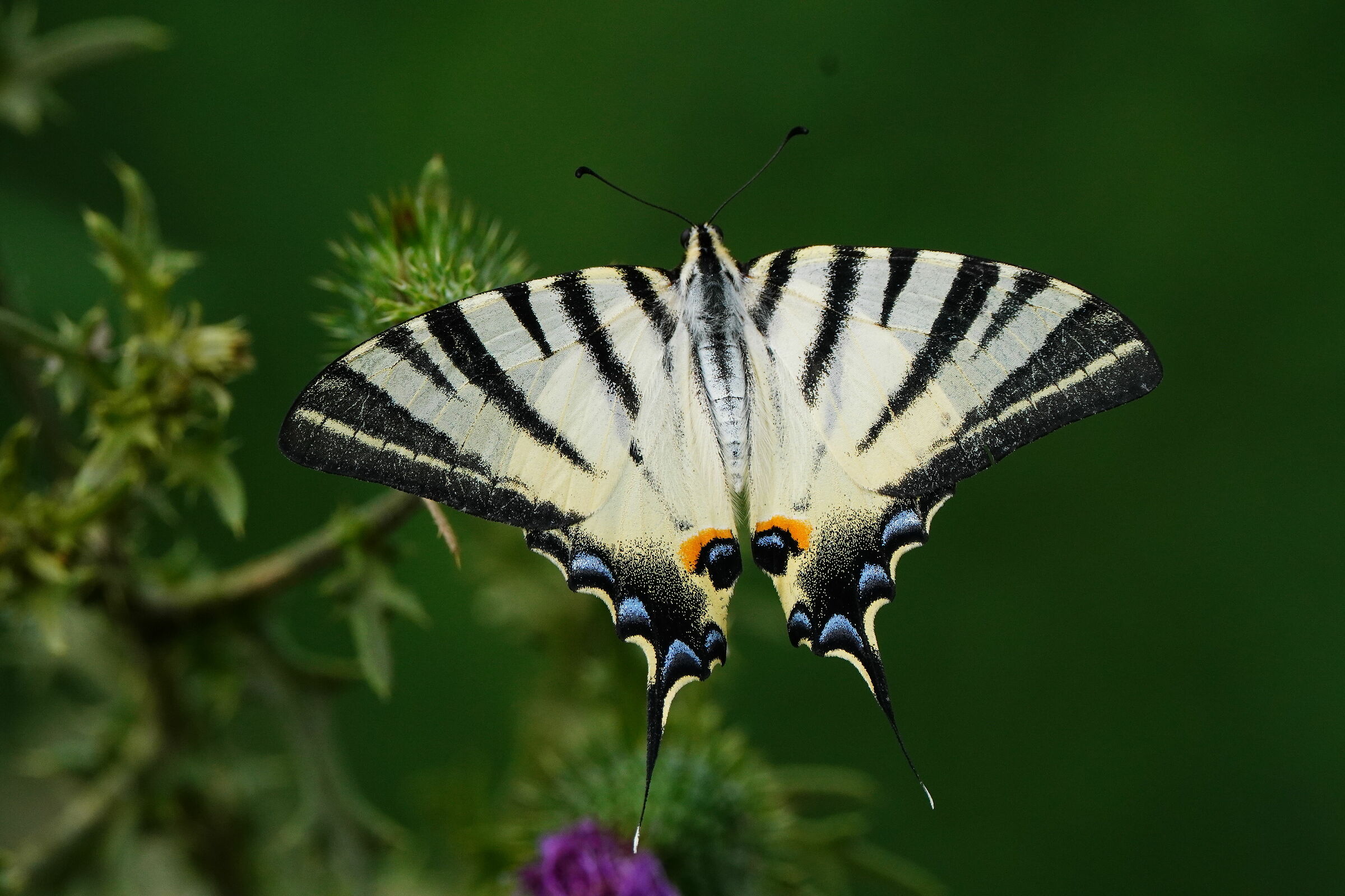 Podalirio with Sony 200-600, no TC.