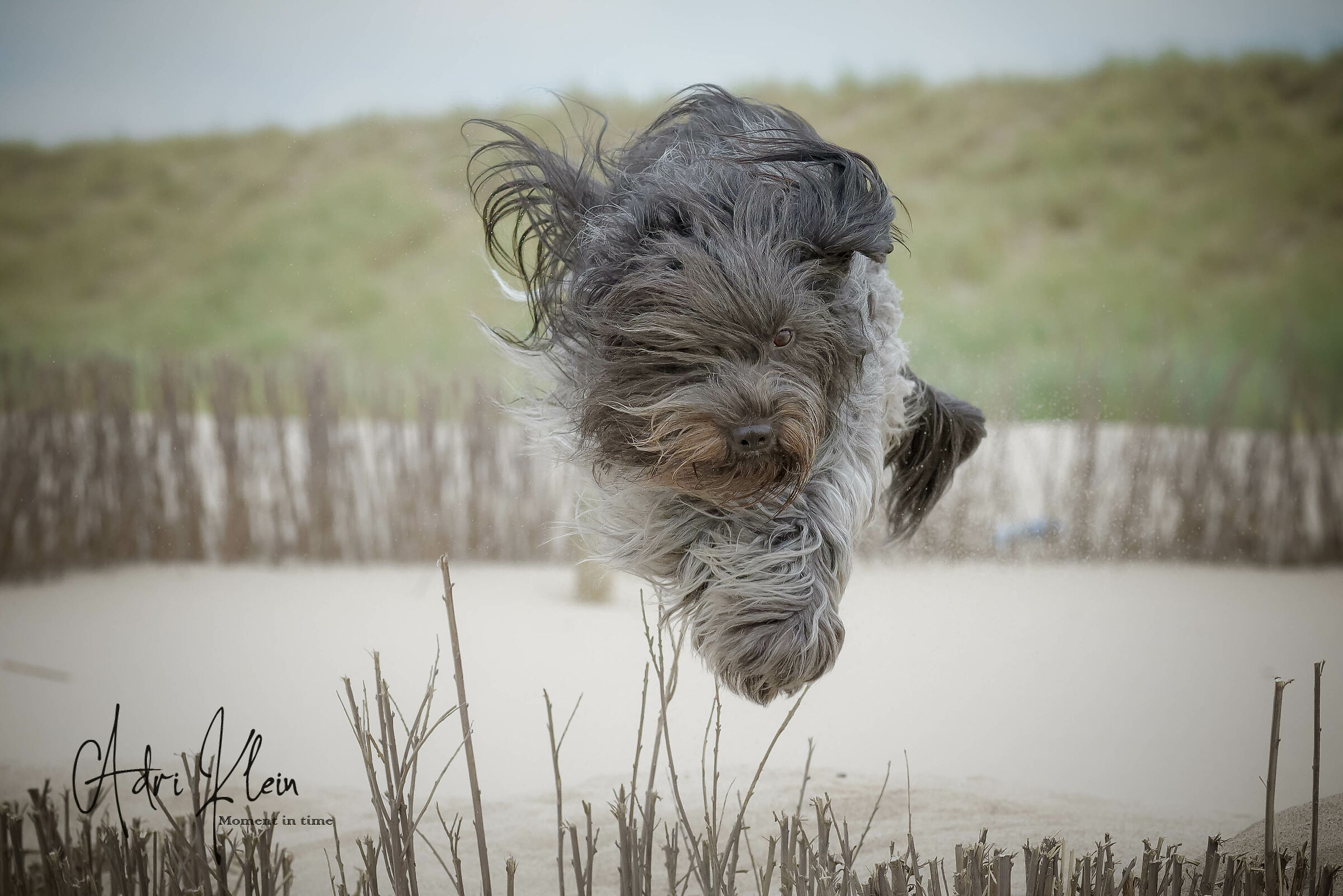 Schapendoes aka flying dutch