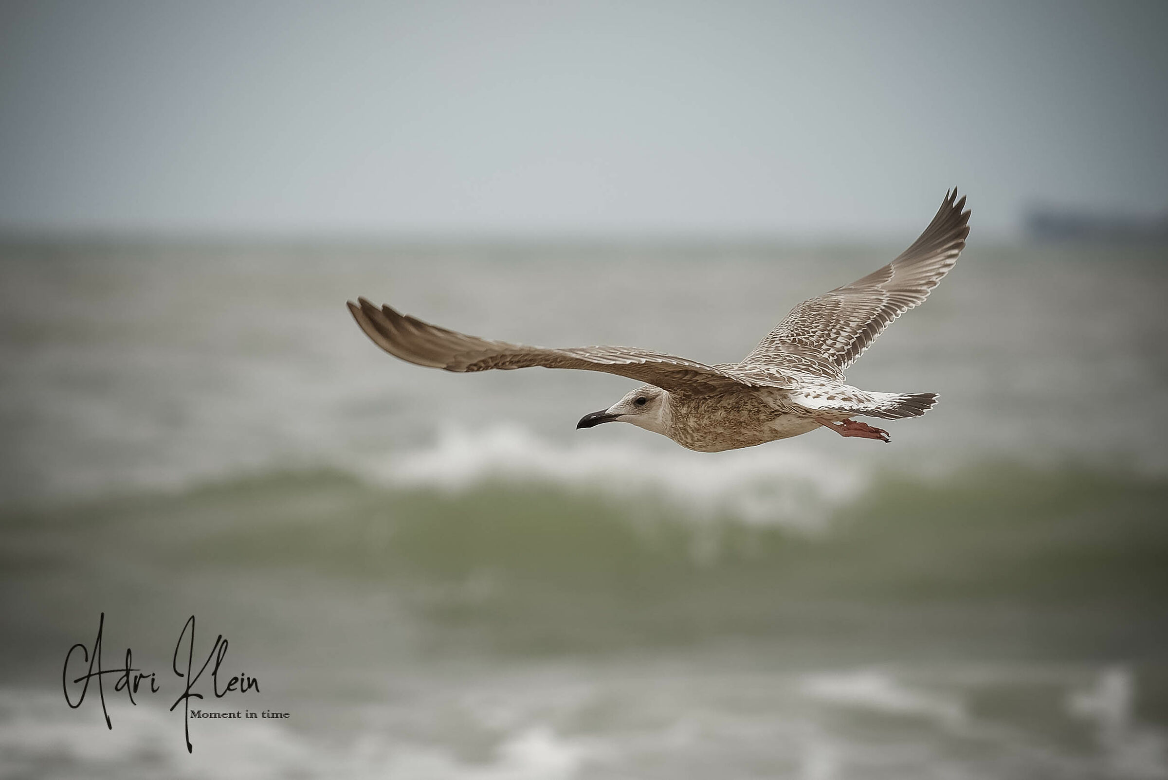 Seagull