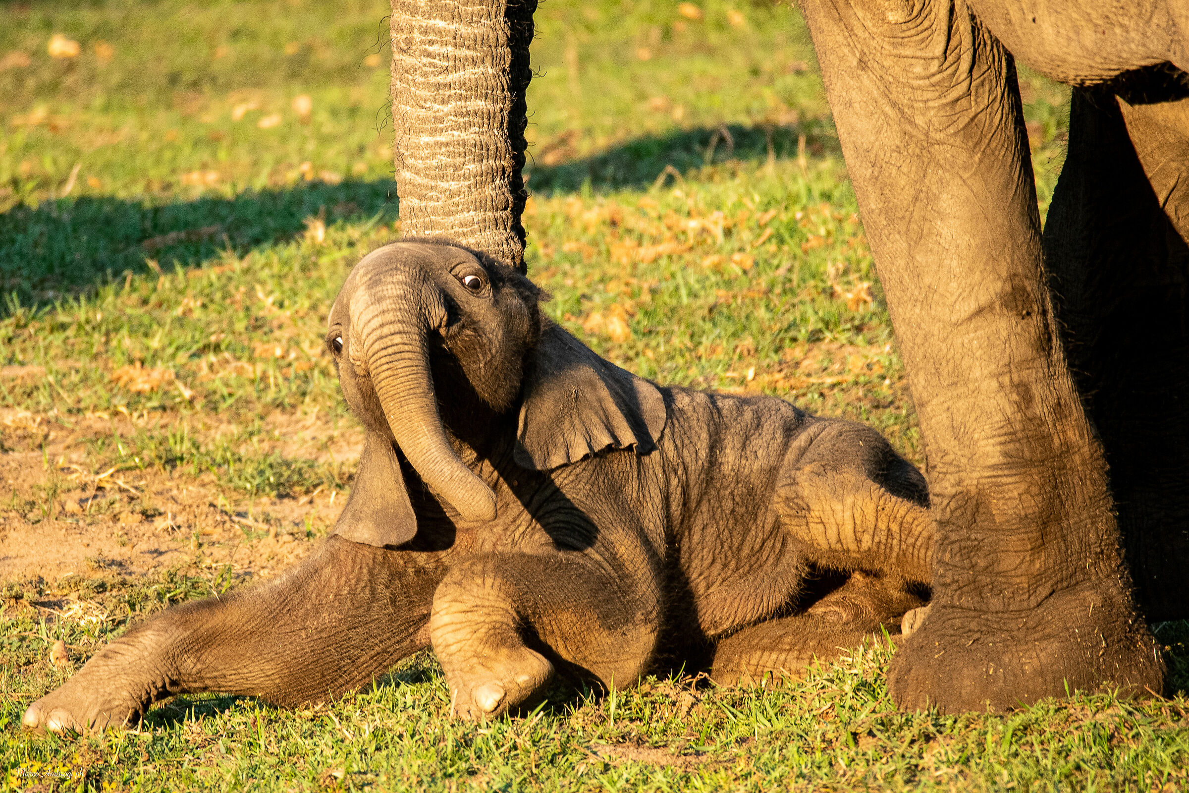 Baby elephant.
