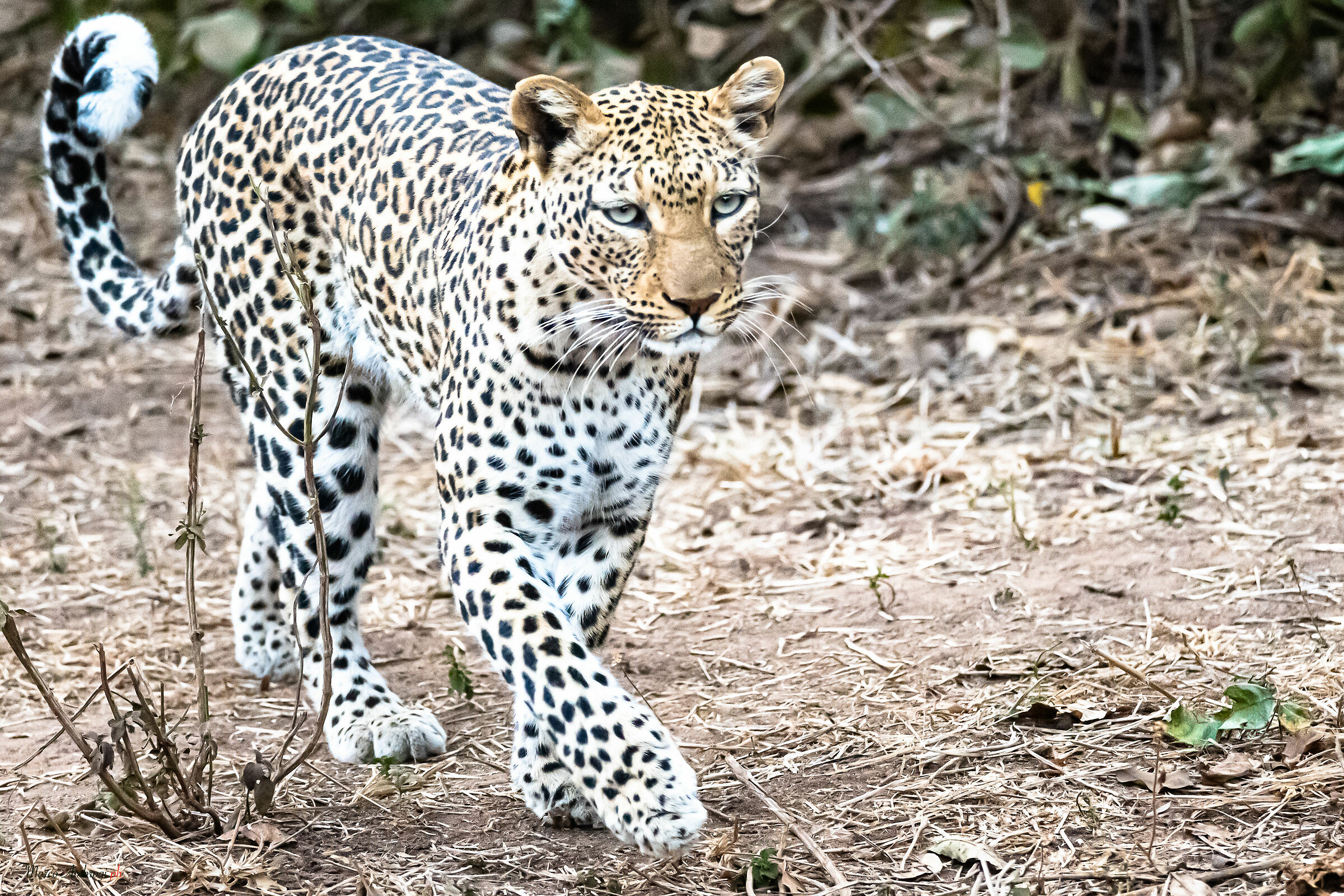 Leopard in Zambia