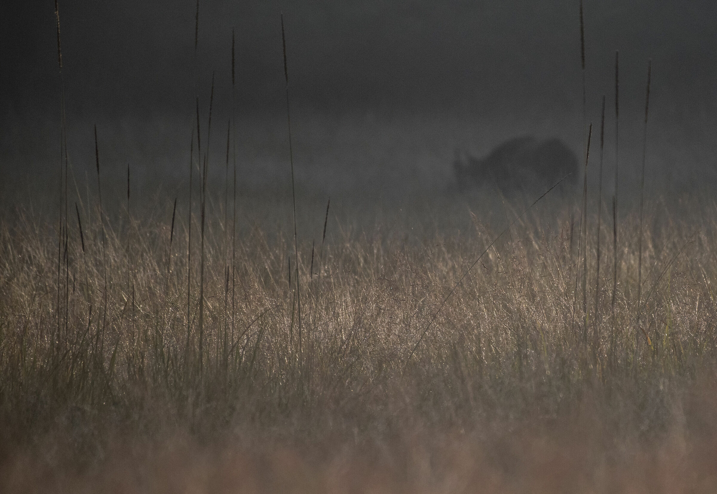Buffalo in the fog