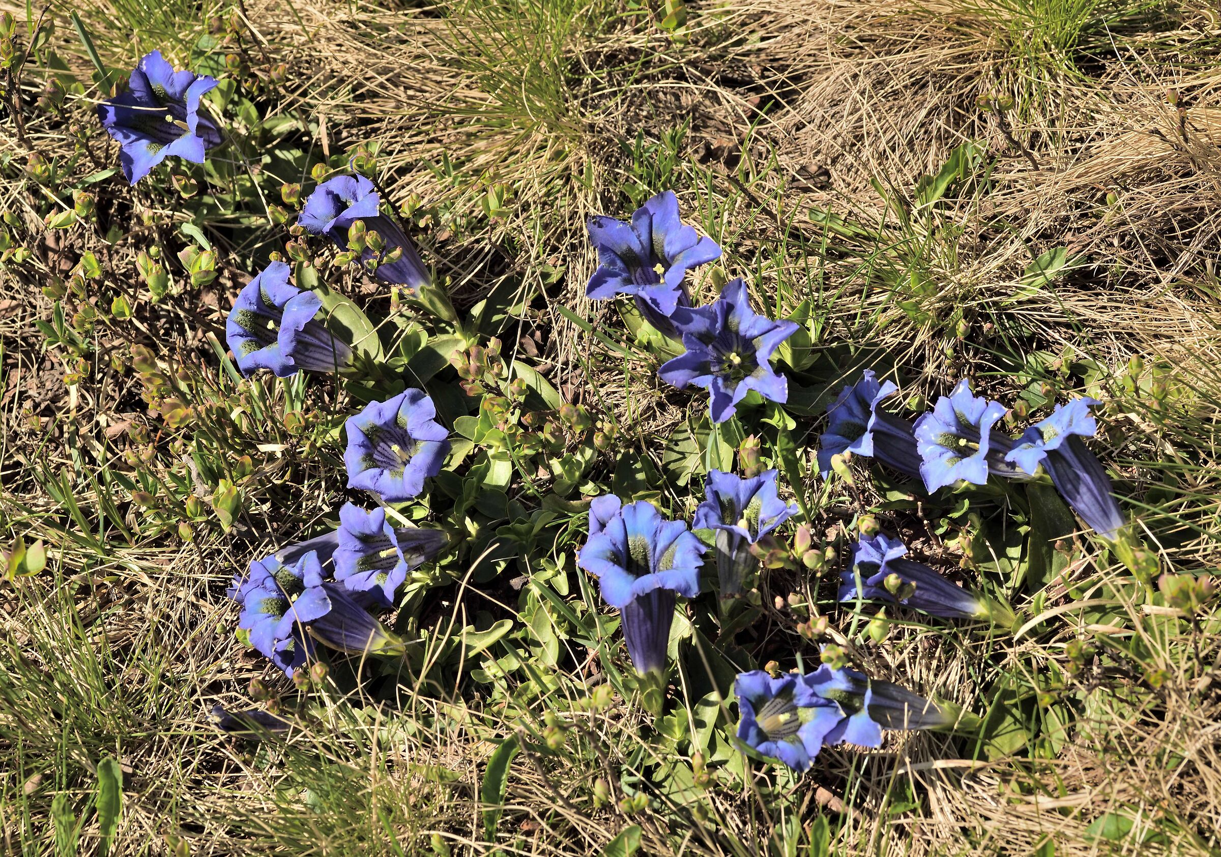 Gentians