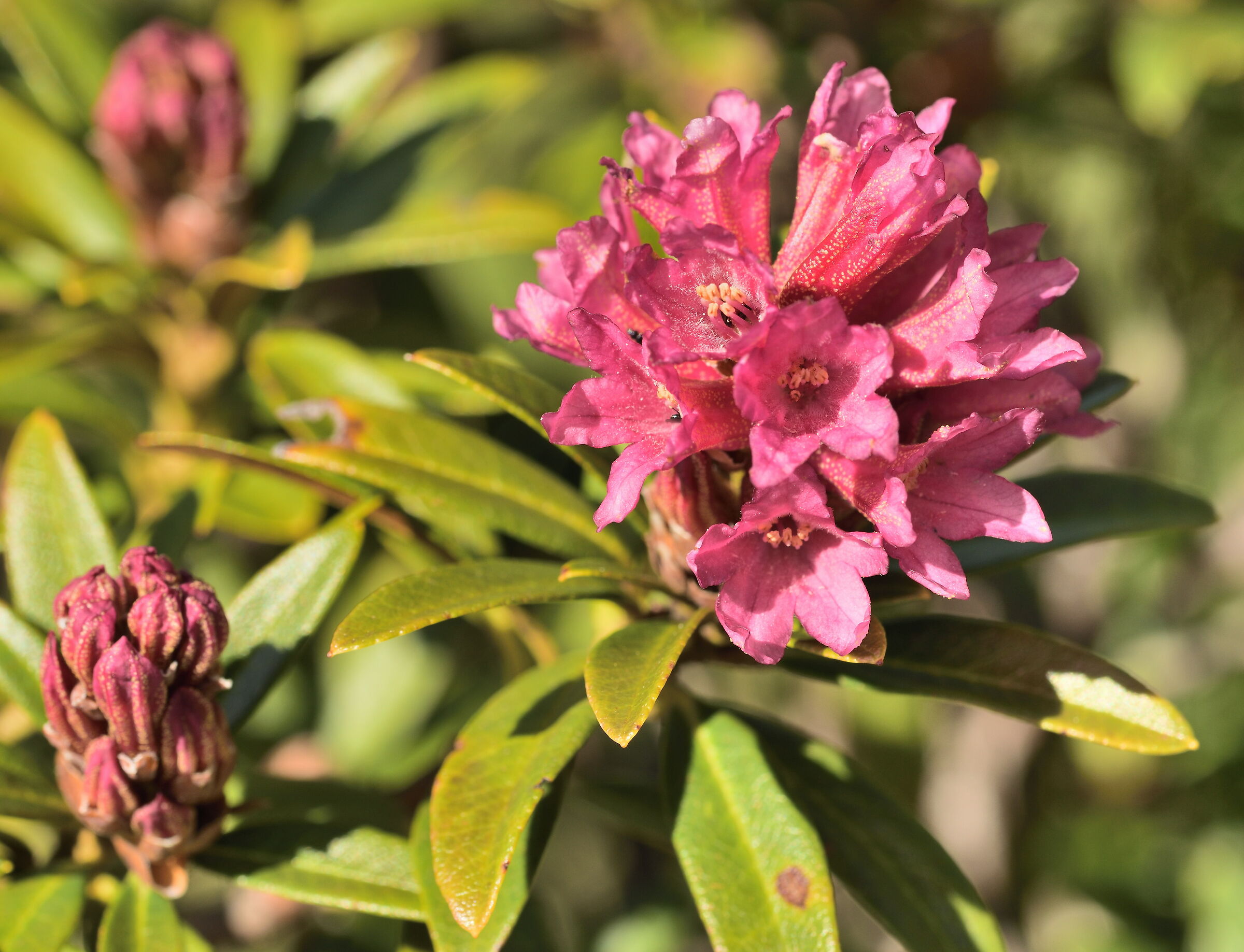 Rhododendron