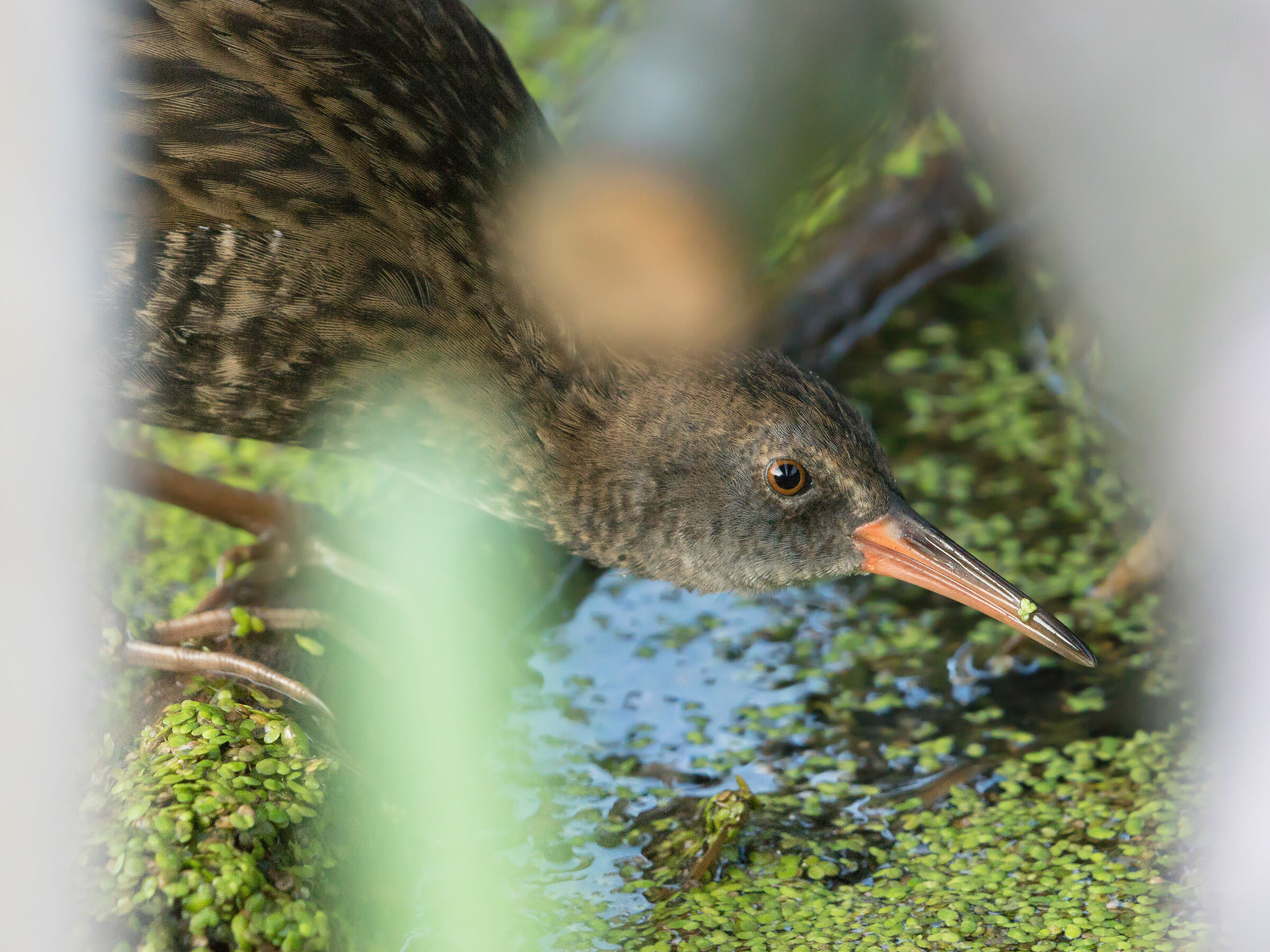 Water rail (Rallus aquaticus)