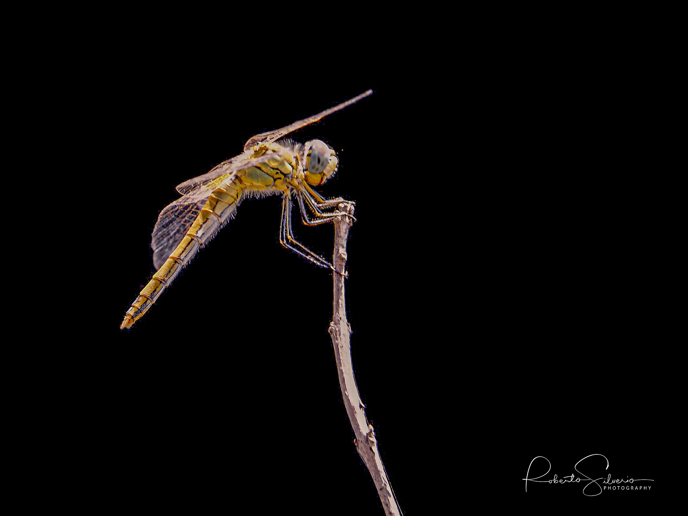 Dragonfly