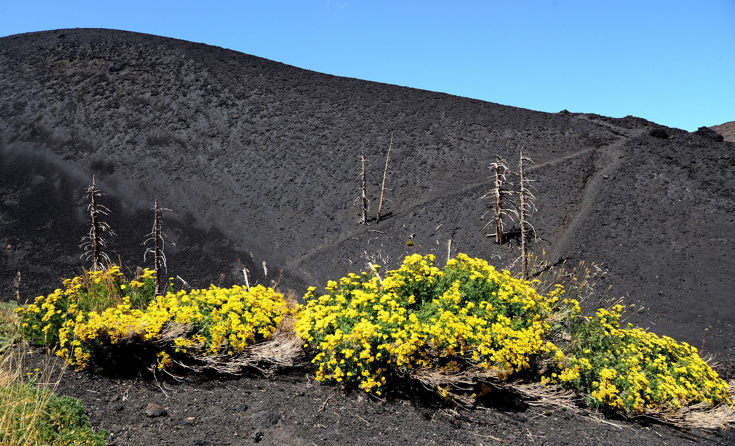 Fiori gialli e gli spettri dell'Etna.