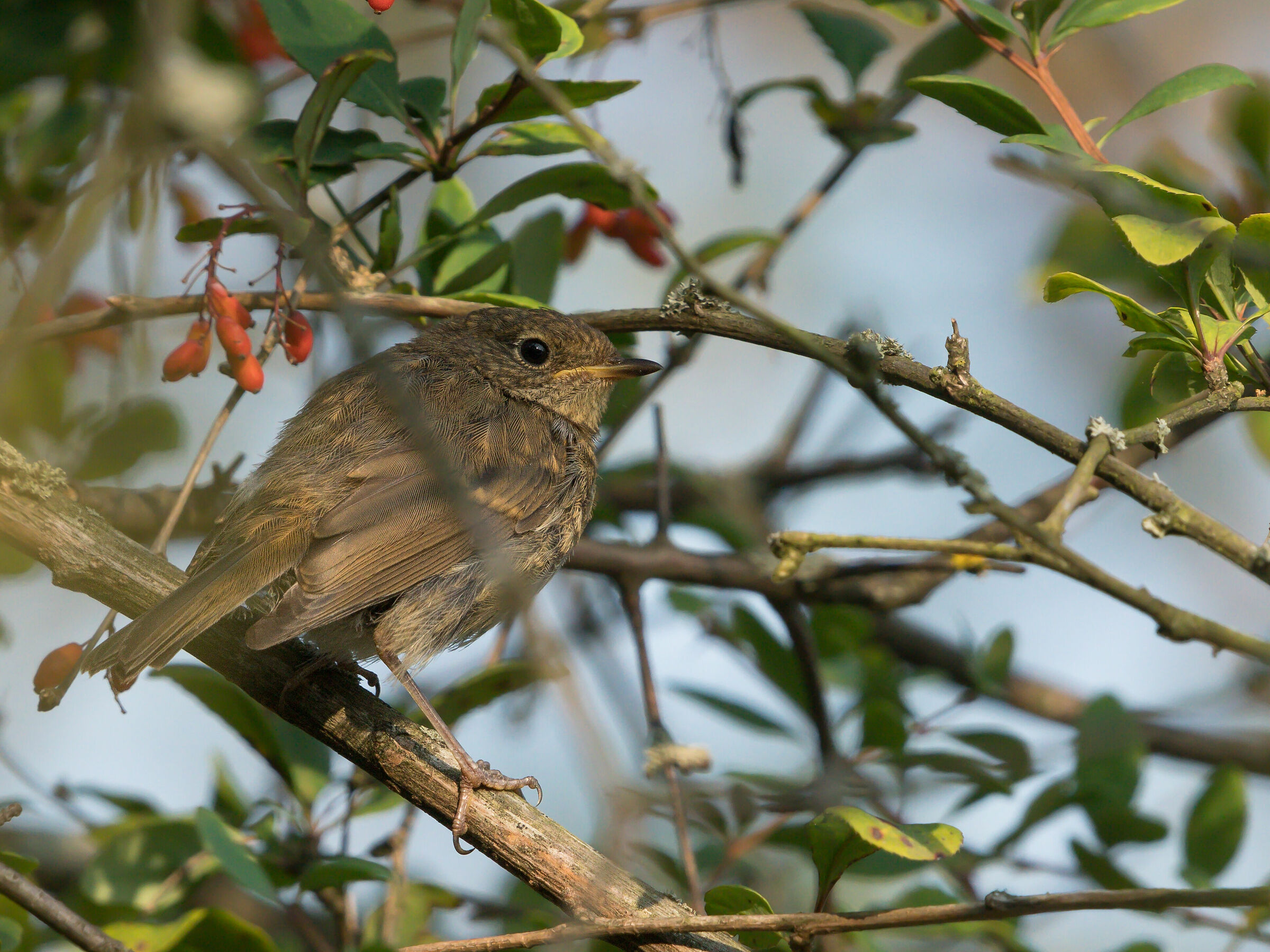 Pettirosso europeo (Erithacus rubecula)