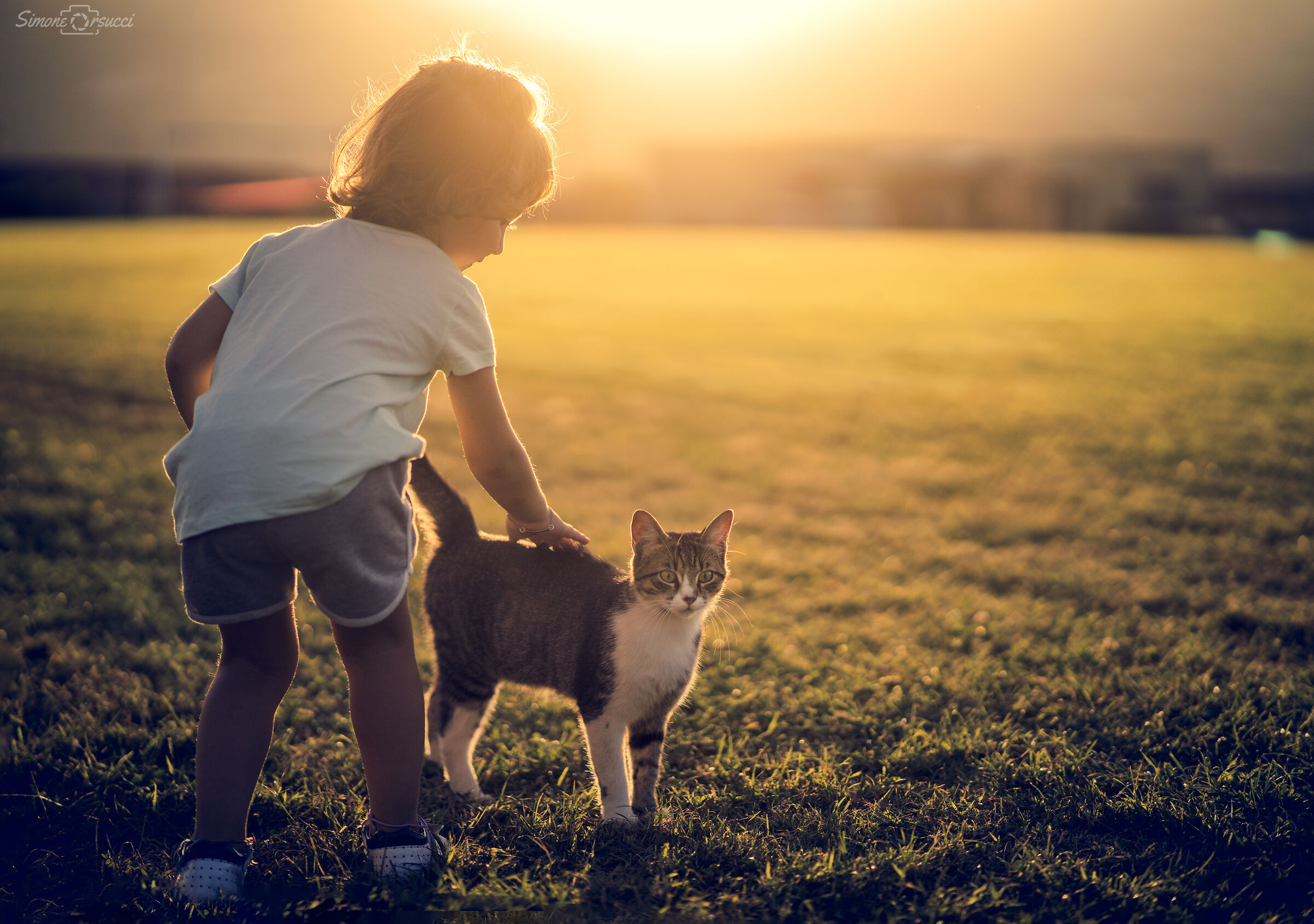 Alice e il gatto randagio