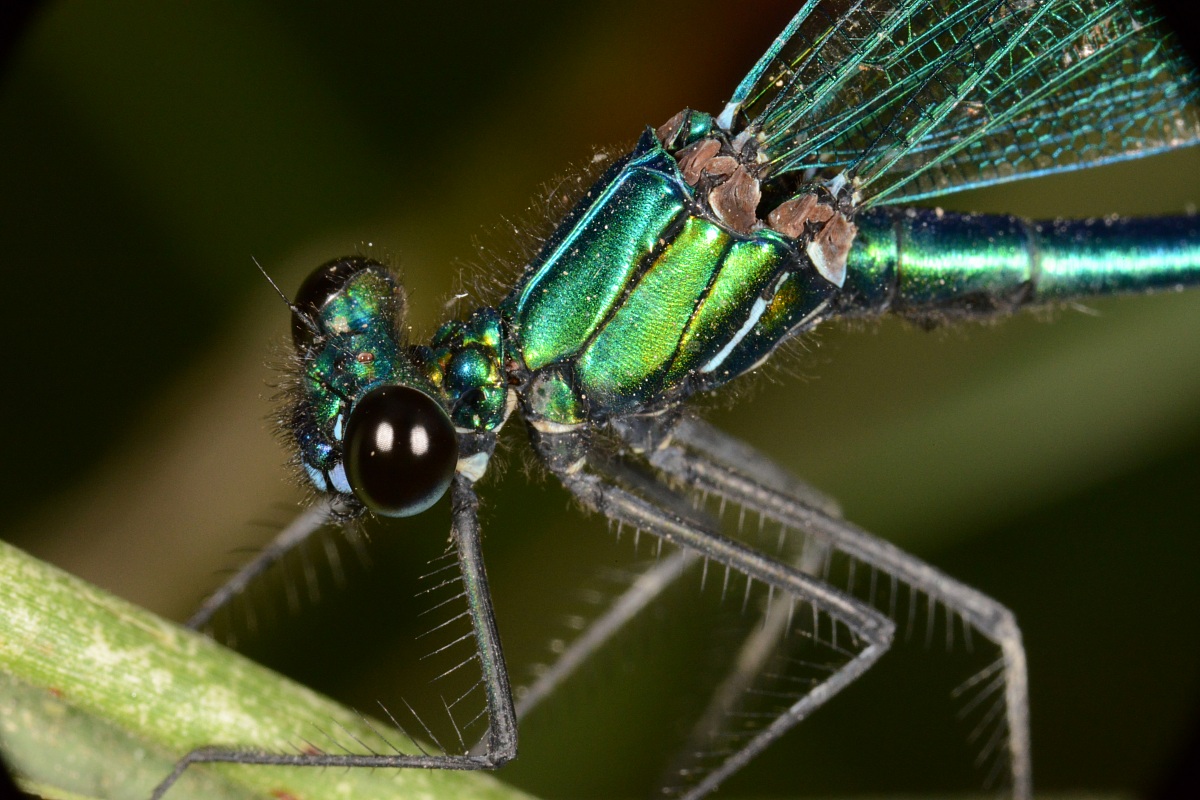 Dragonfly