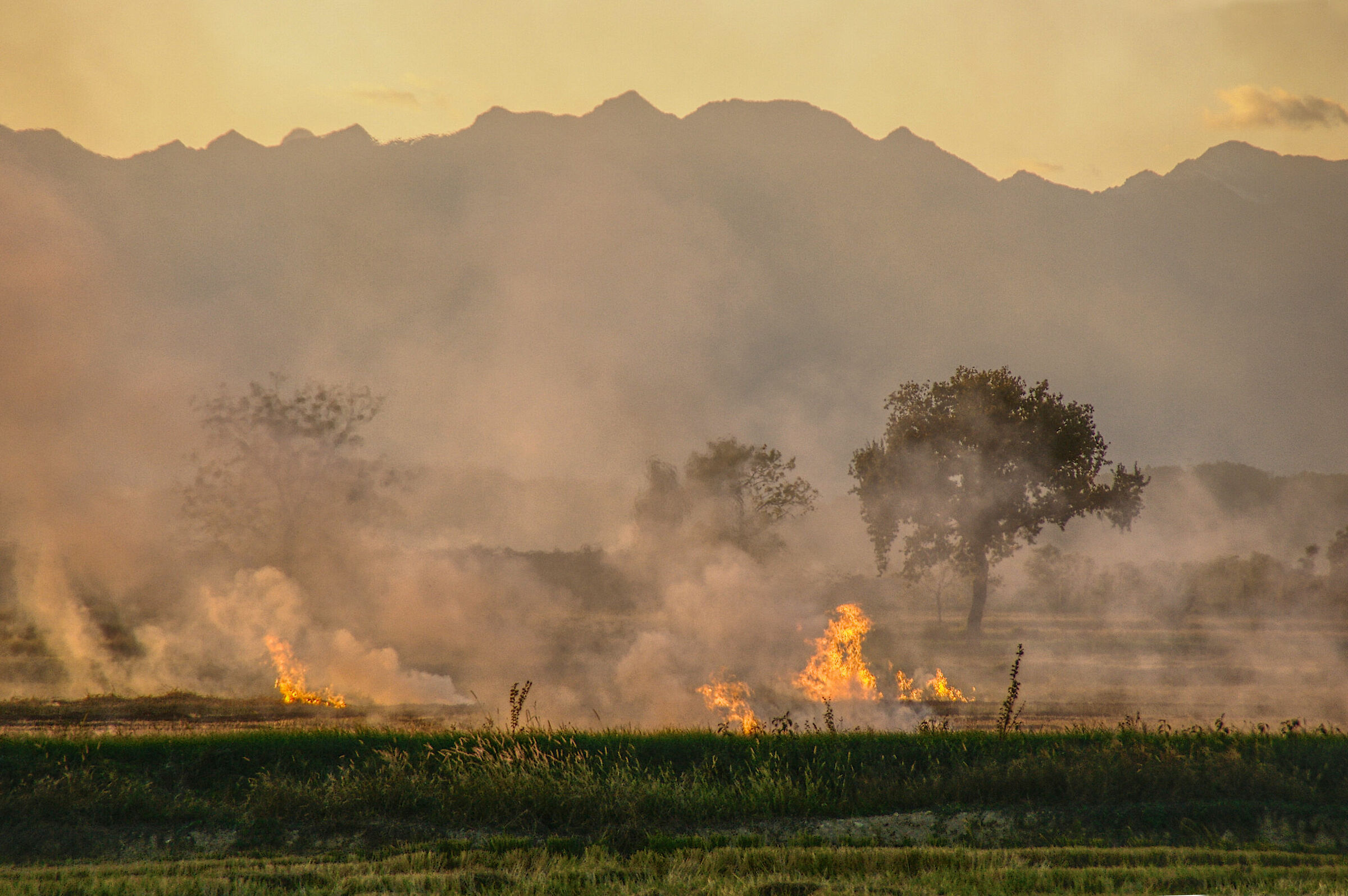 Burning of stubble in paddy fields 2007