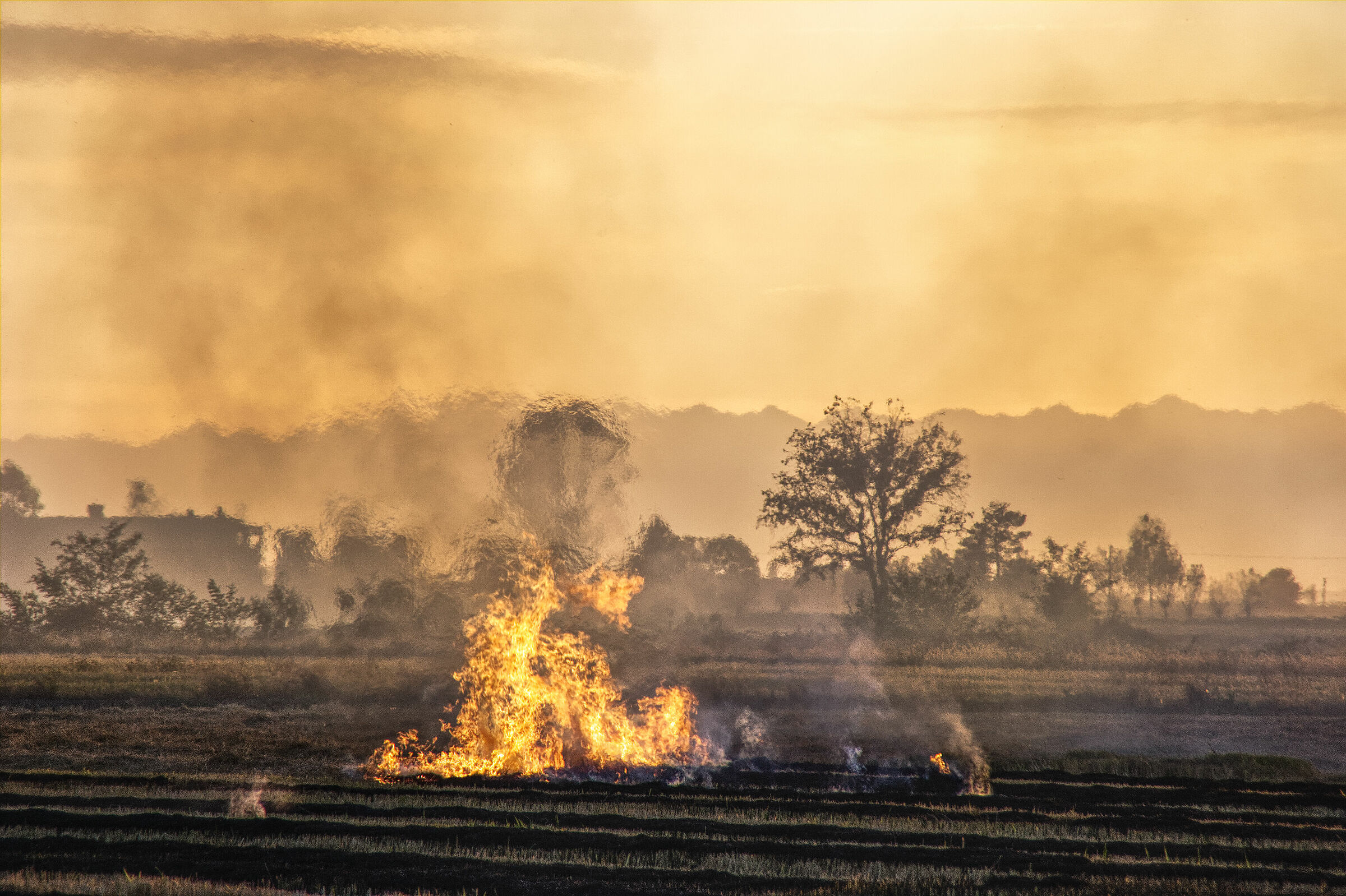 Burning of stubble in paddy fields 2007