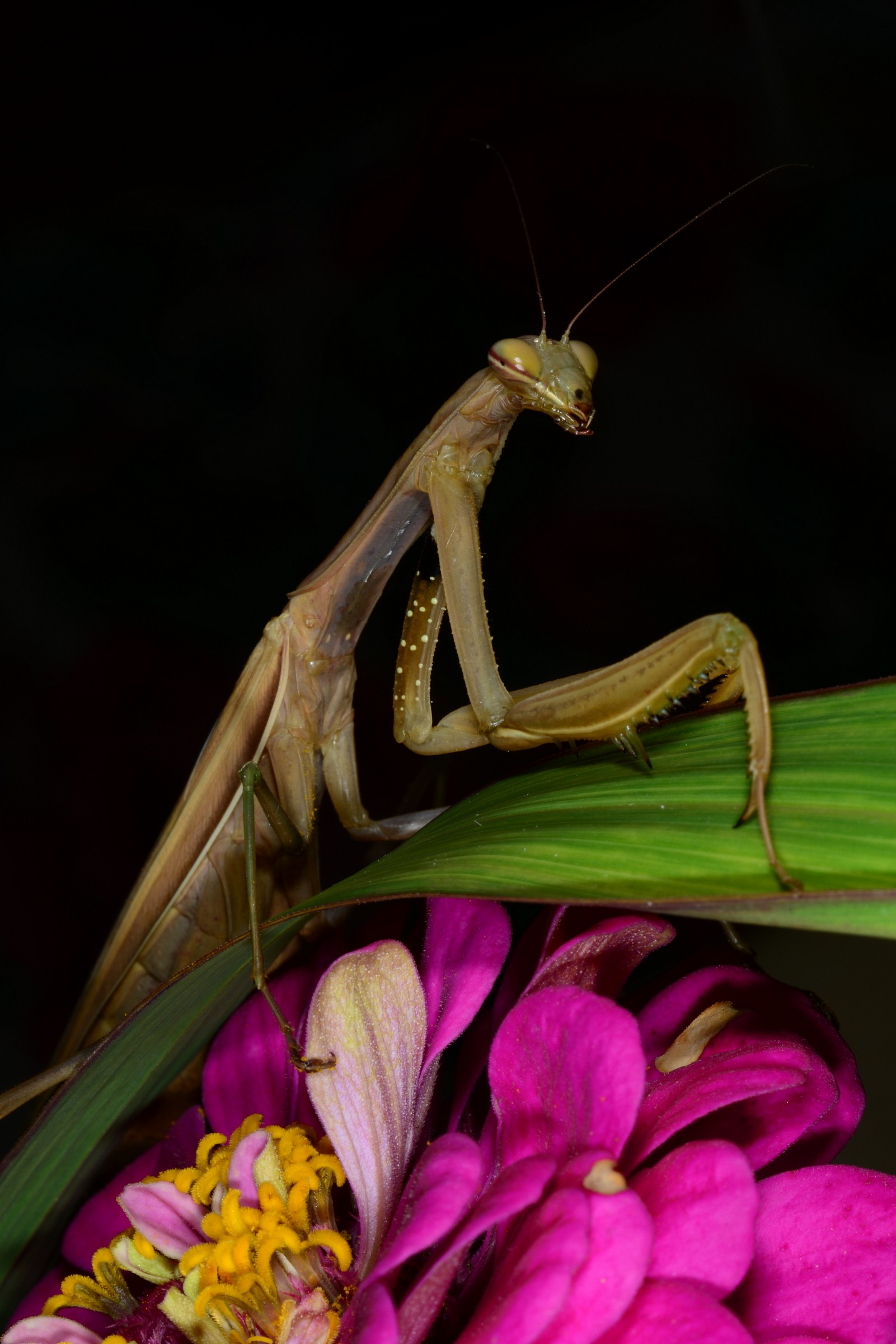 Mantis