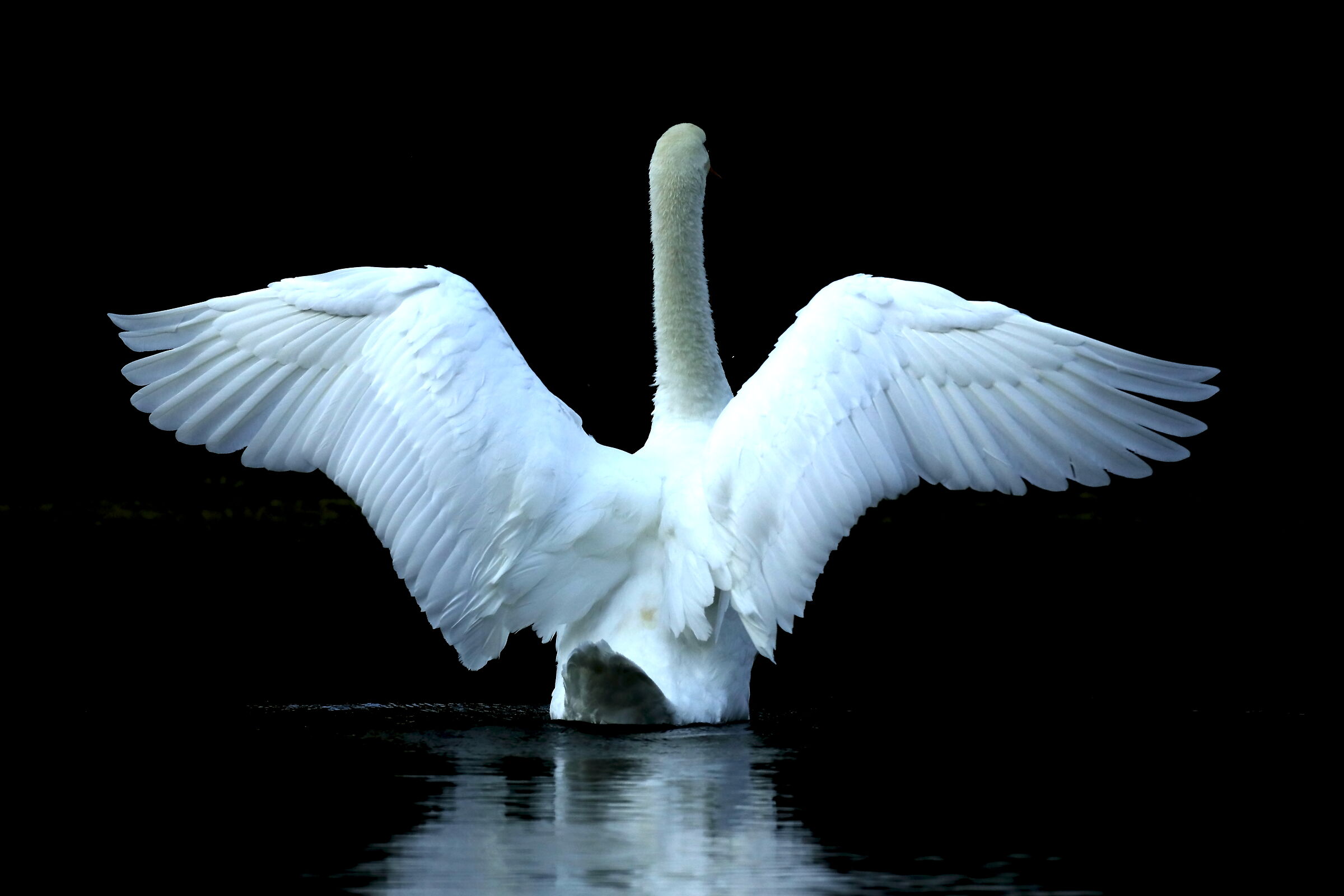 Fascinating wingspan