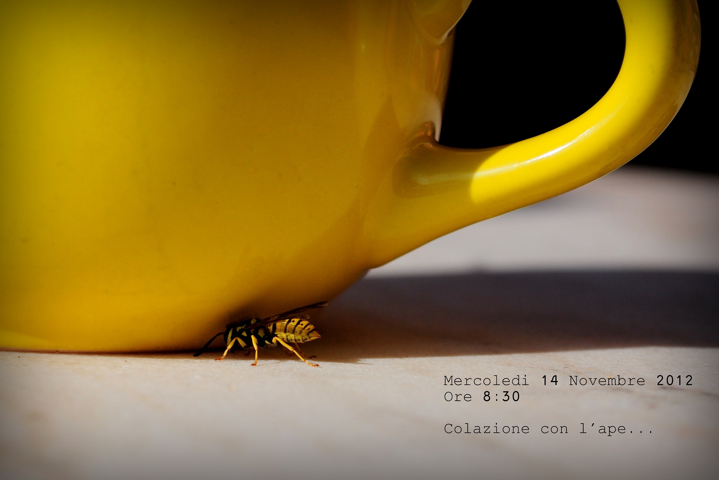 Breakfast with the bee