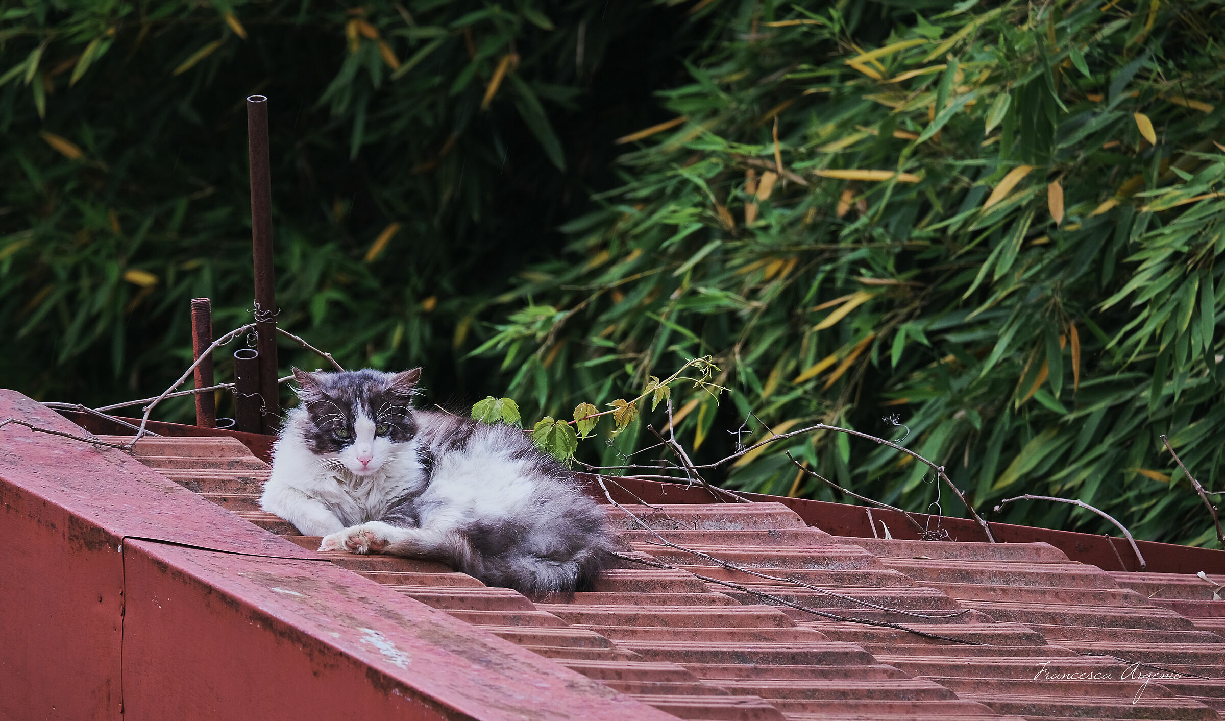 Cat on the roof