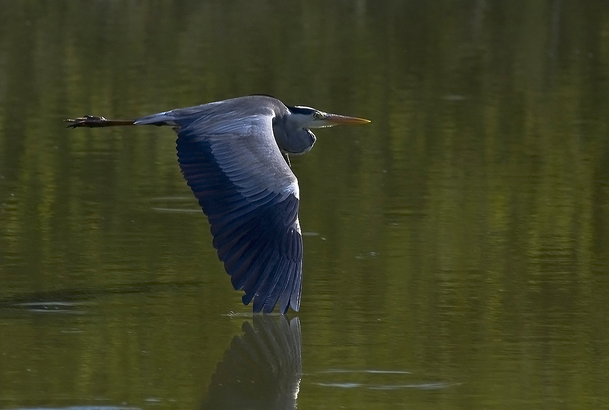cenerino nel sole del mattino