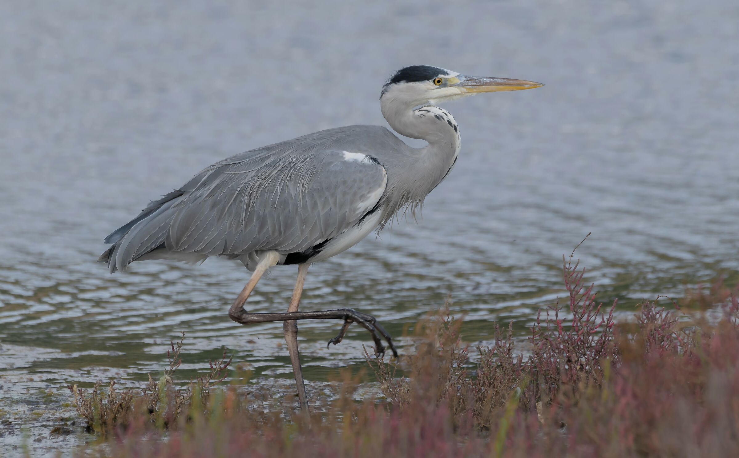 Ash heron