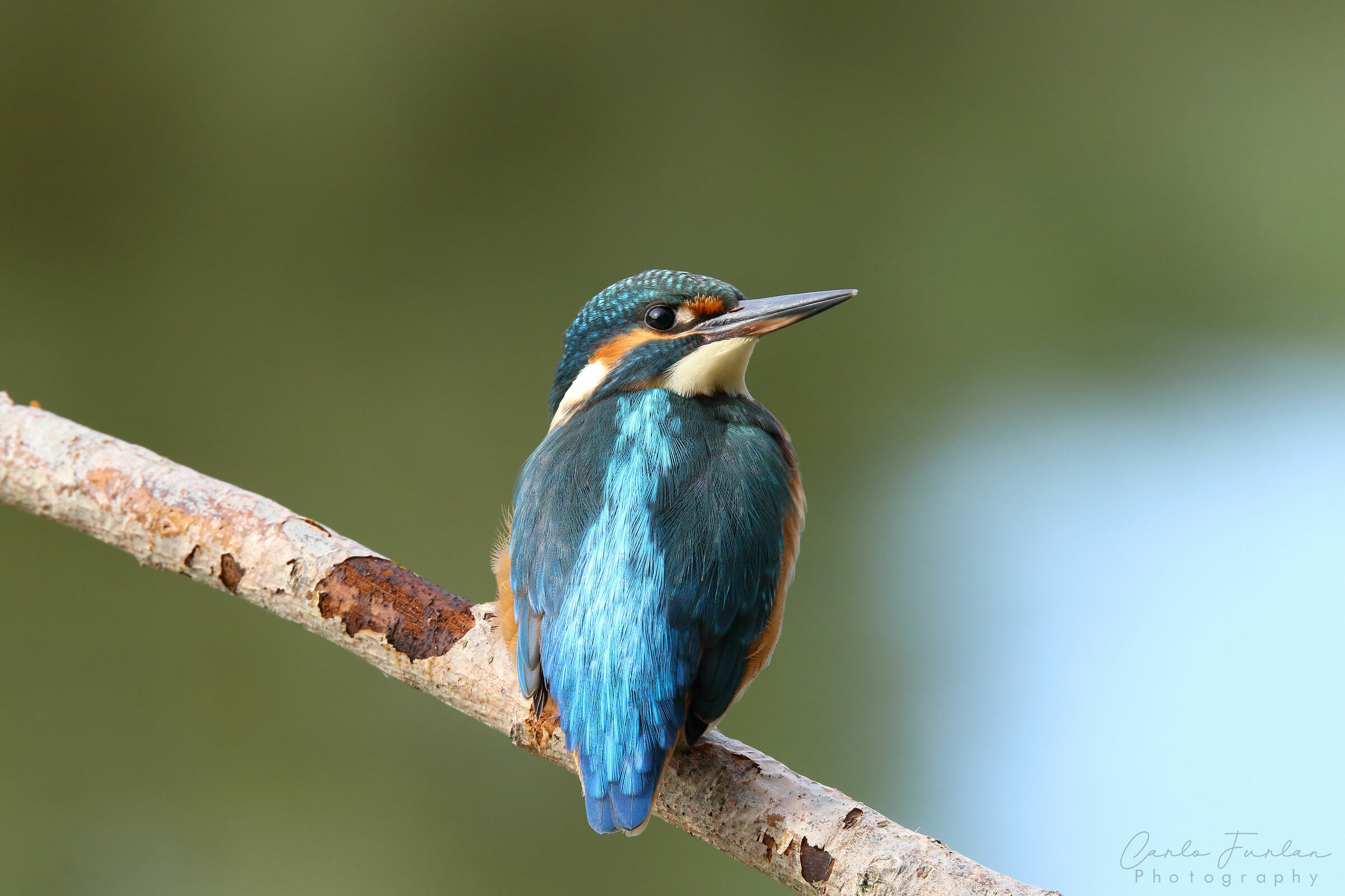 Kingfisher
