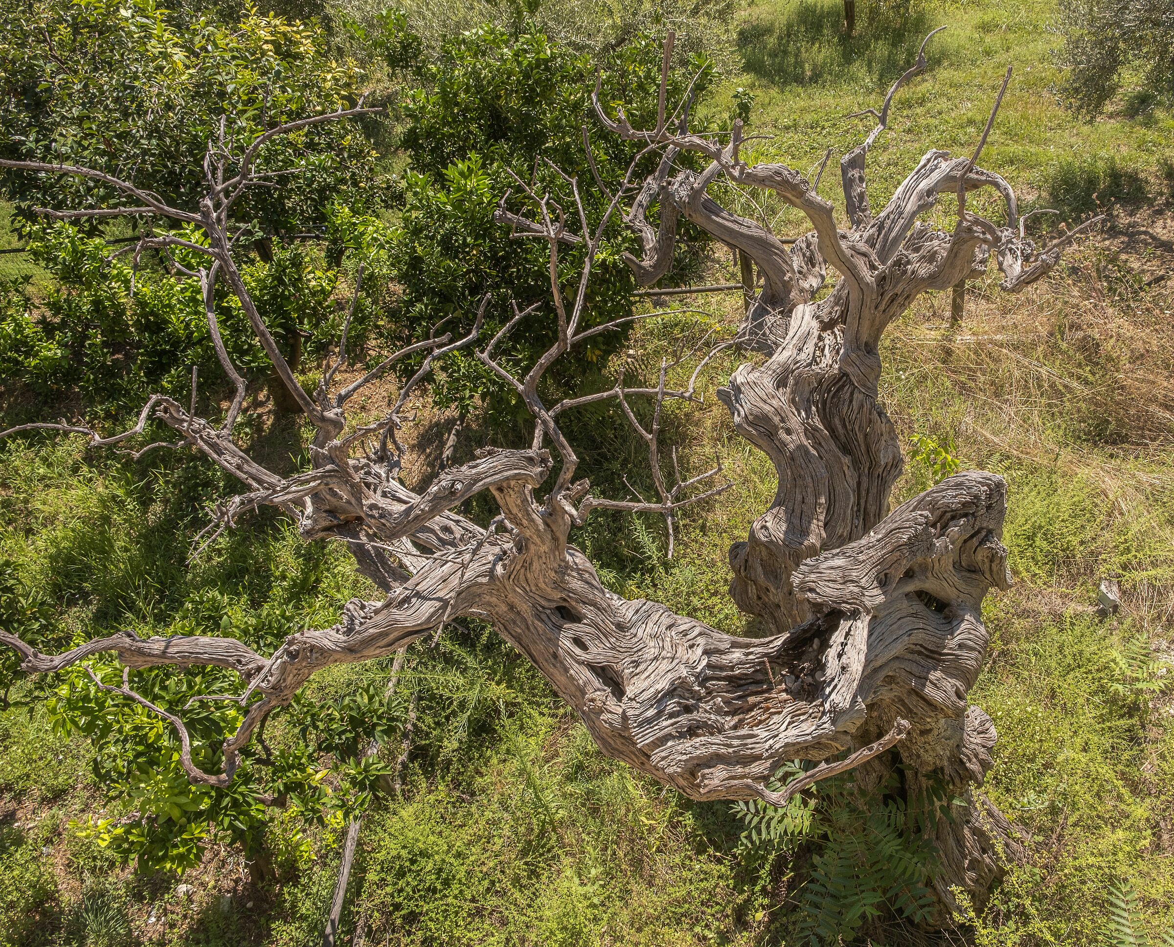 Ulivo di 1700 anni vs uomo