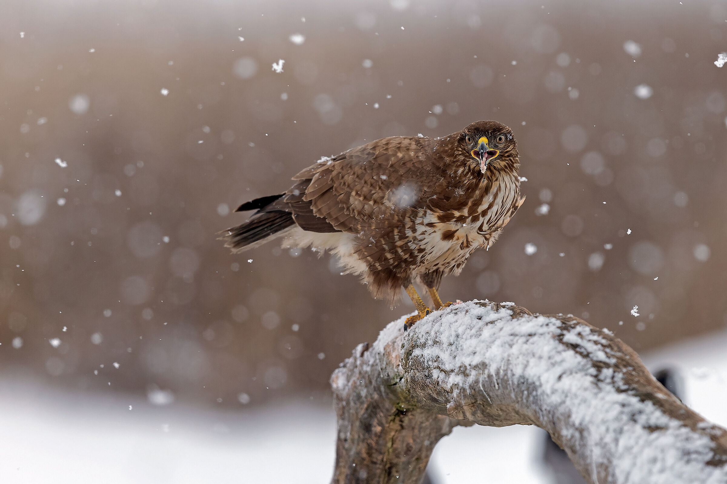 Poiana nella tormenta