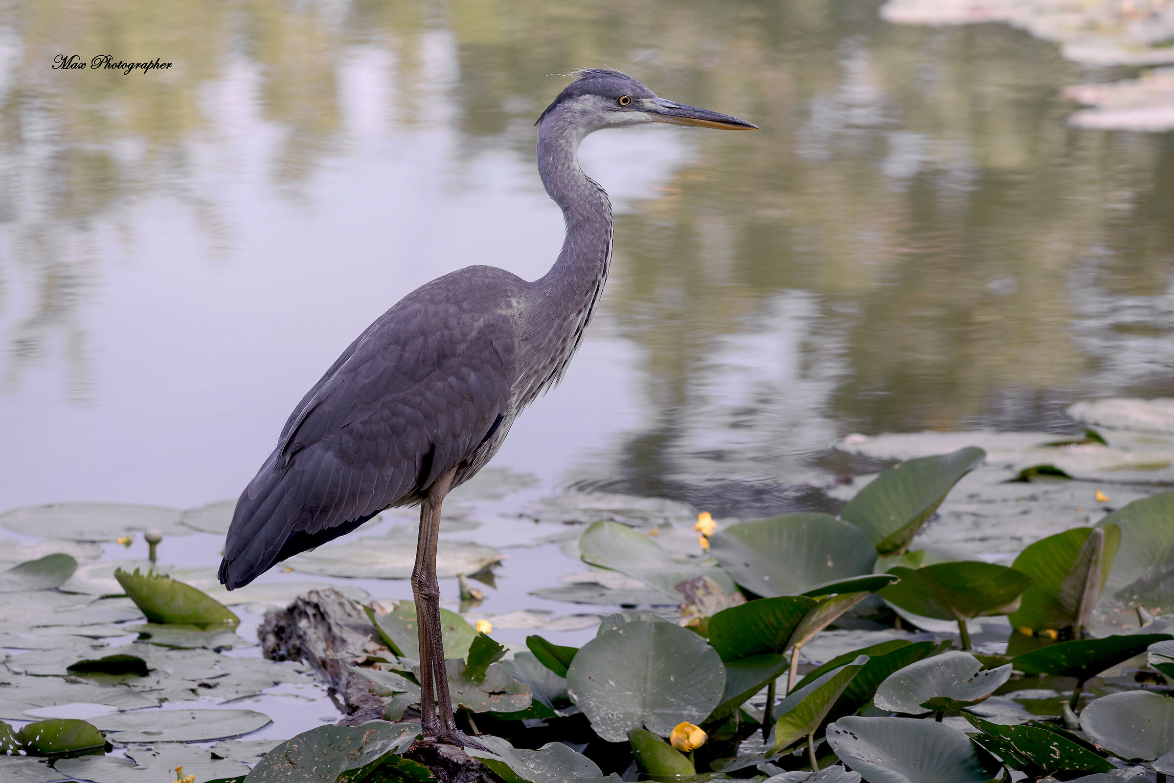 Ash heron (Cinerea Ardea)