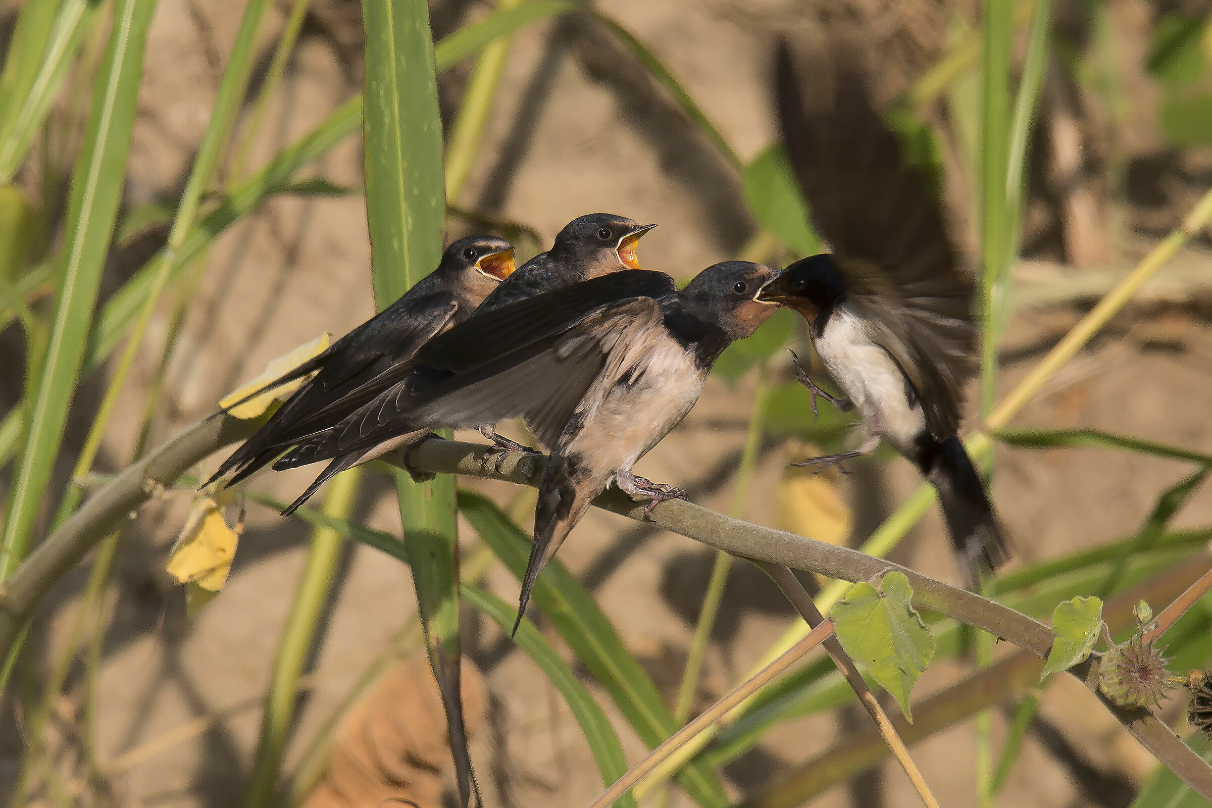 the imbecile of the little swallow