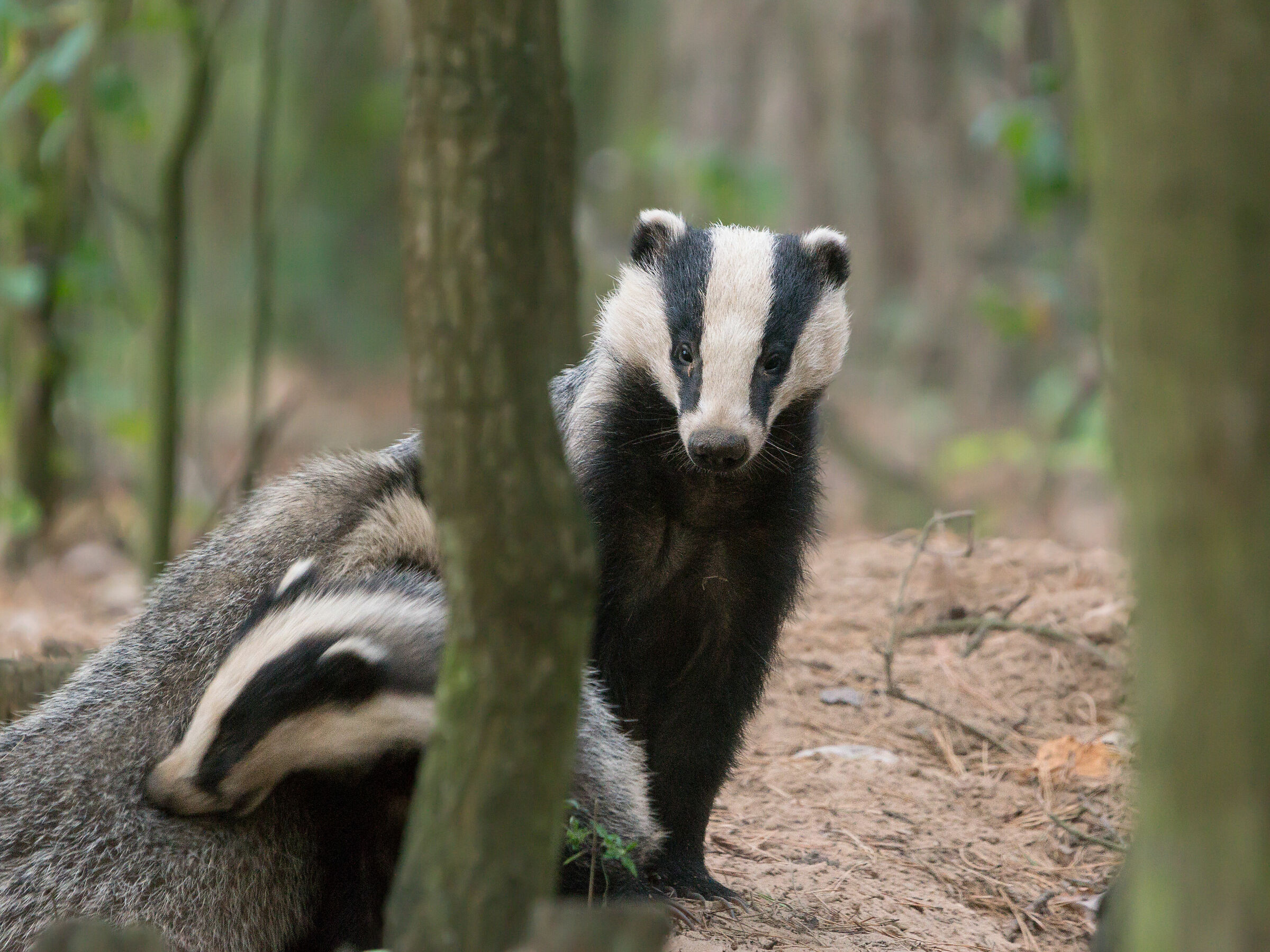 Eurasian badger (Meles meles)