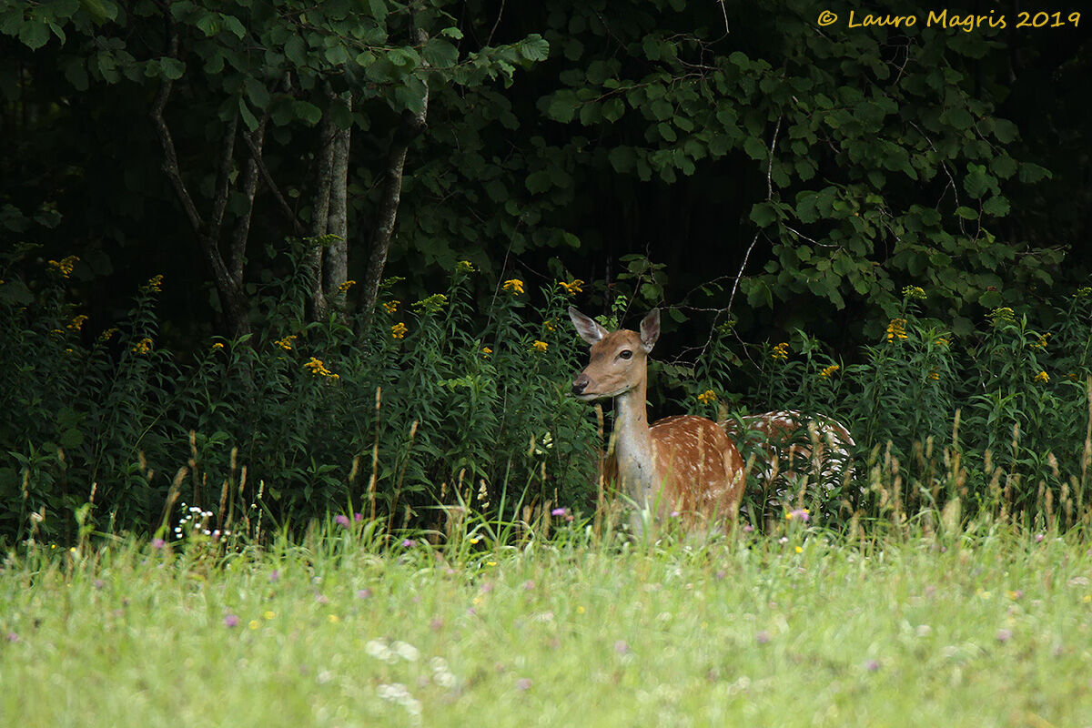 At the limit of the forest