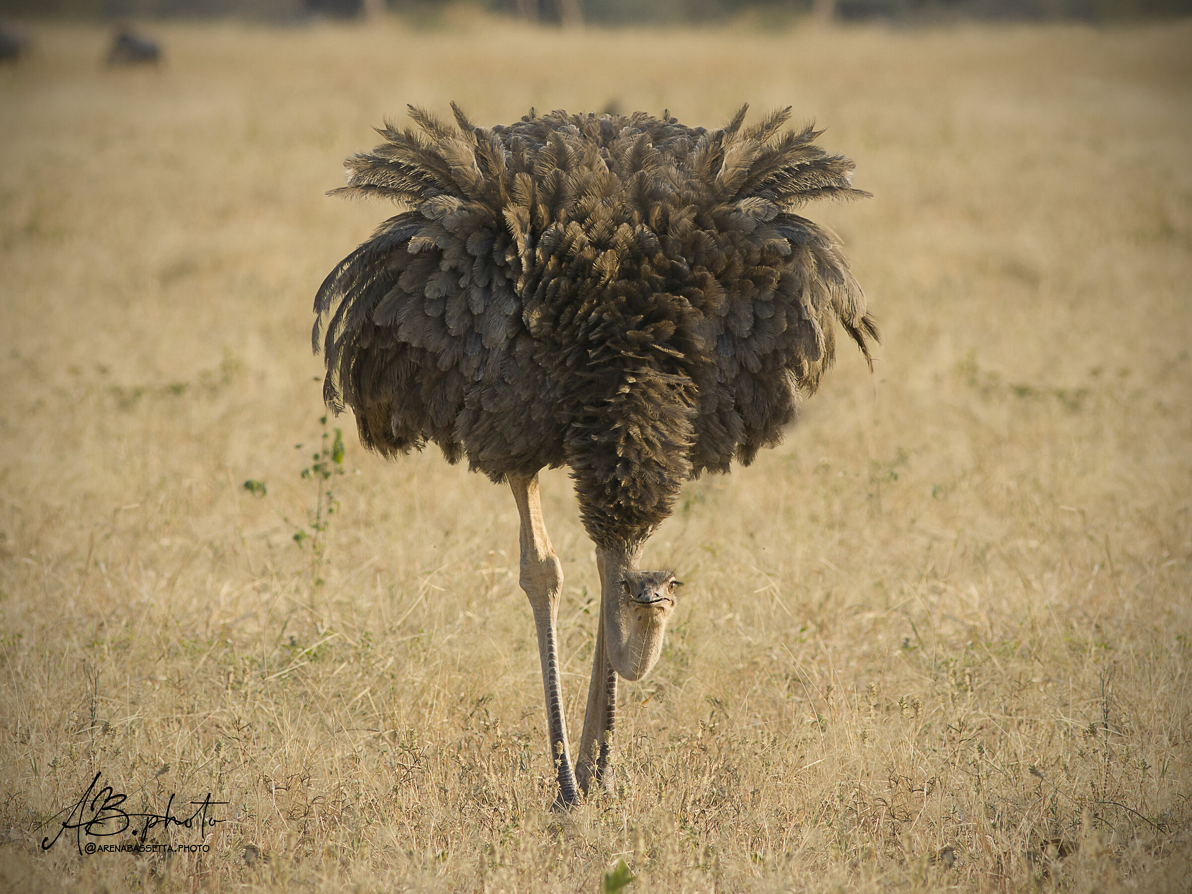 Ostrich