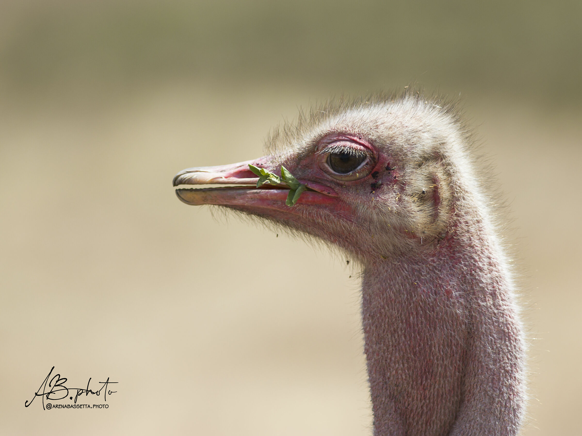 Ostrich