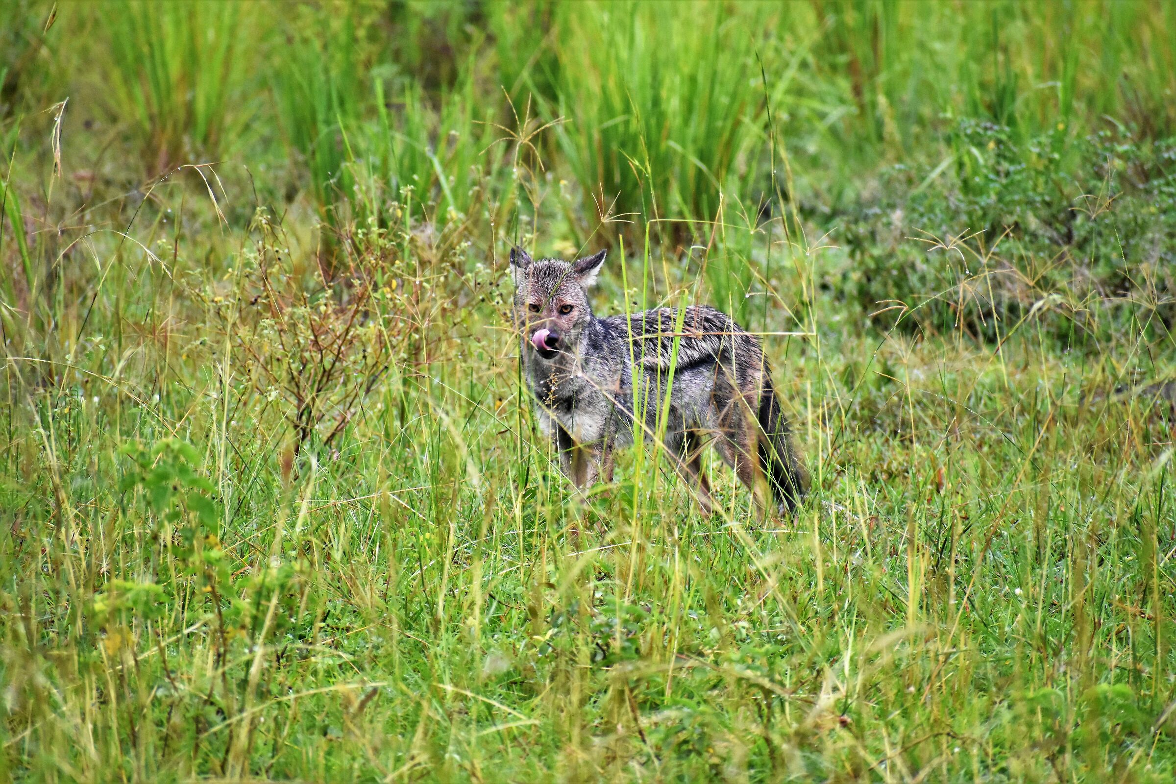 Jackal licks his mustache after breakfast