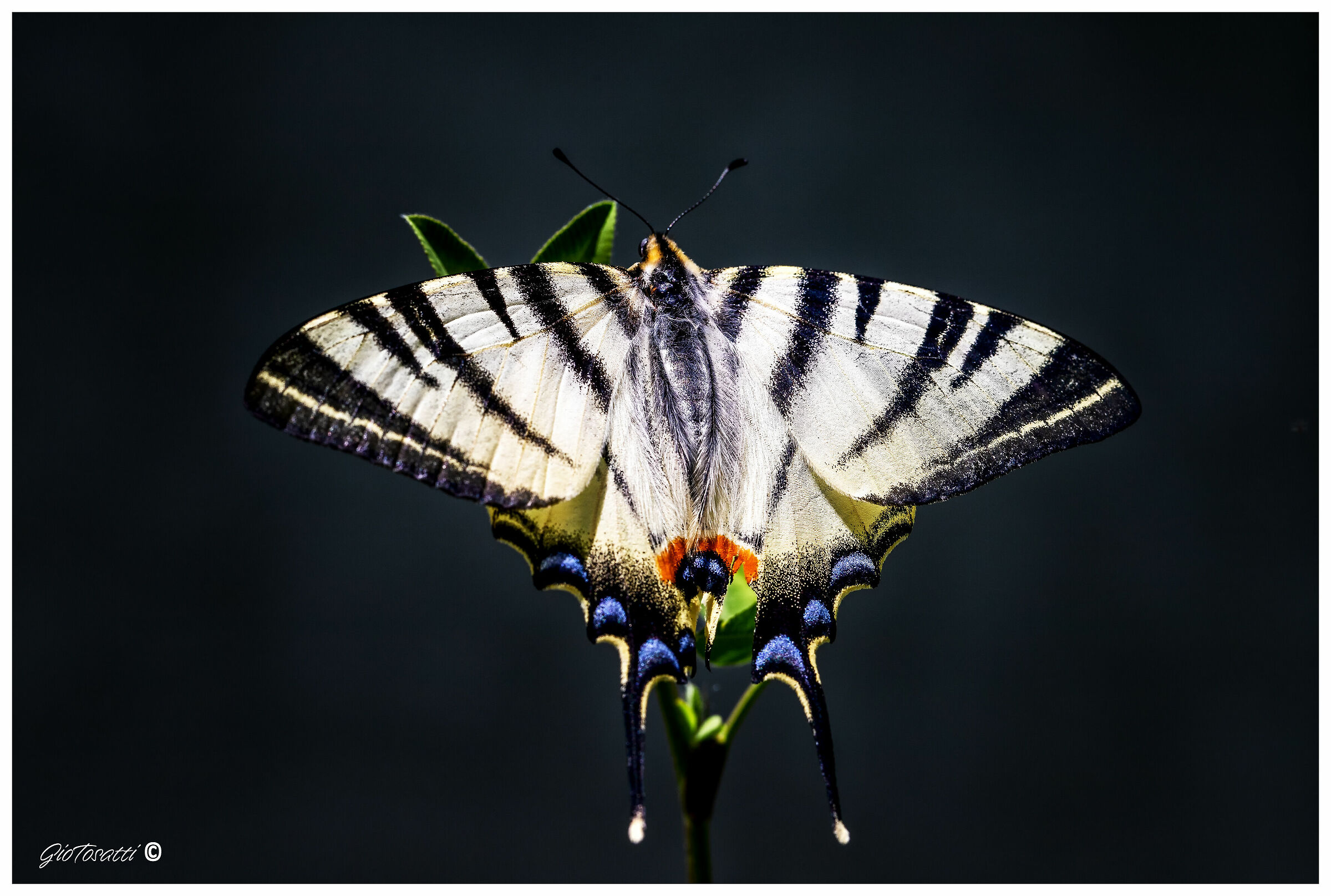 Iphiclides podalirius