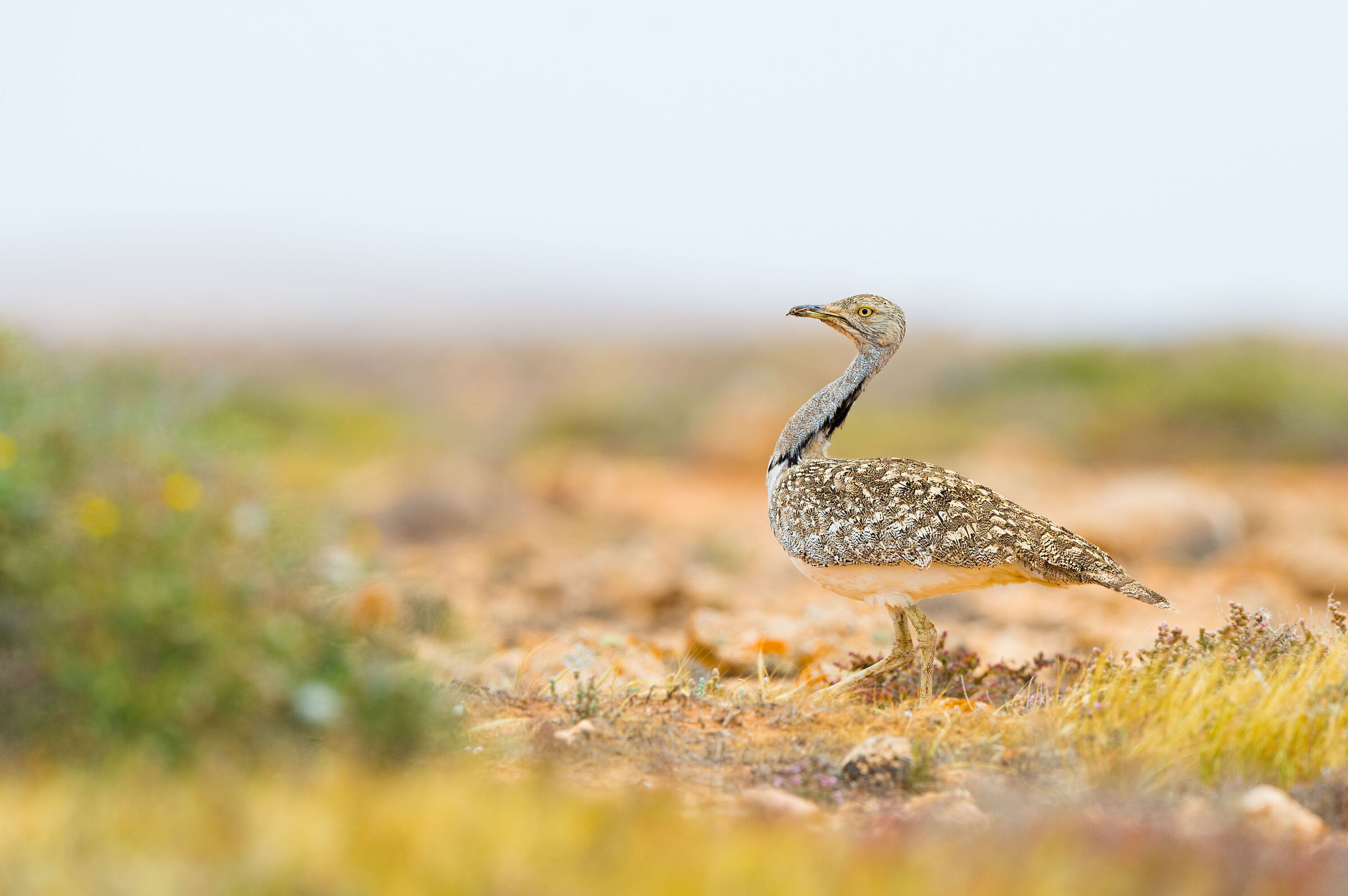 Ubara - (Chlamydotis undulata)