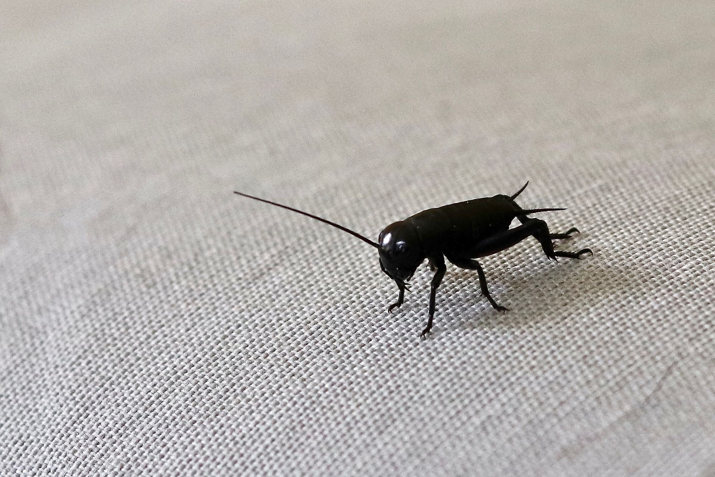 Ehi, hai visto passare un bimbo di nome Pinocchio?