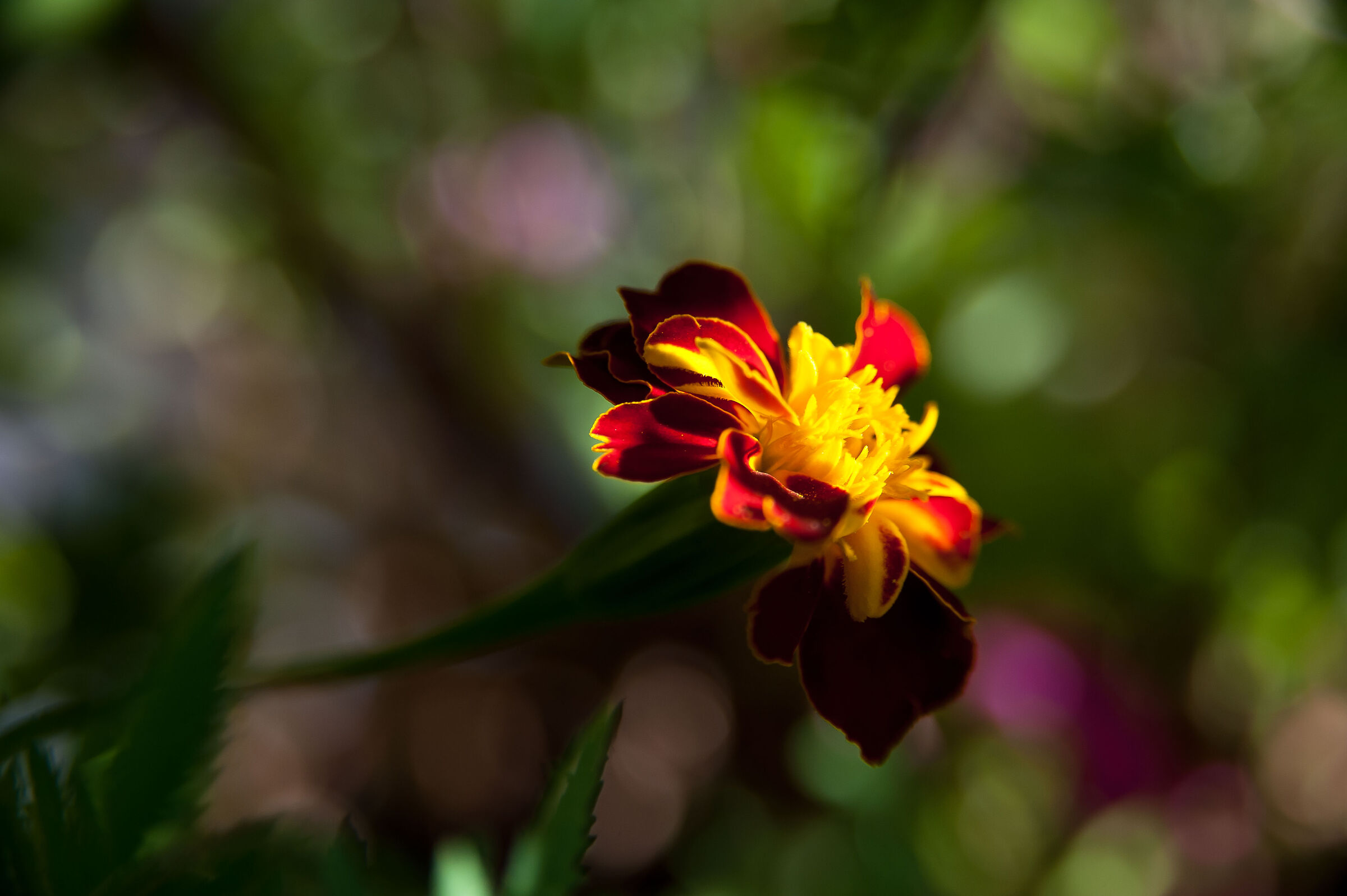 "on." from a ray of sunshine.