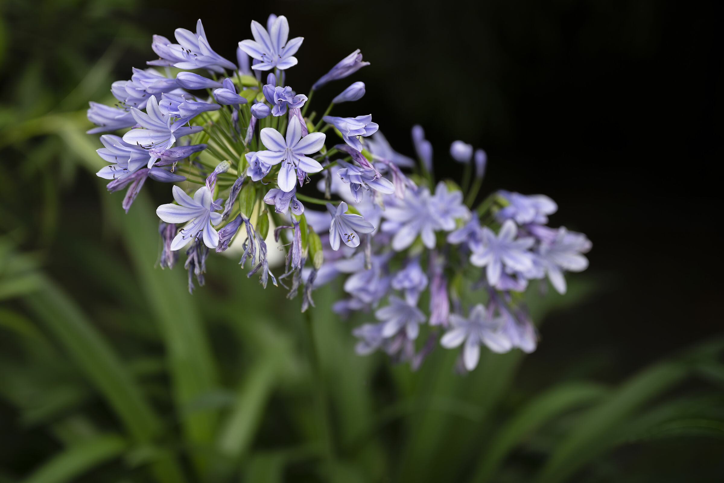 Agapanthus africanus