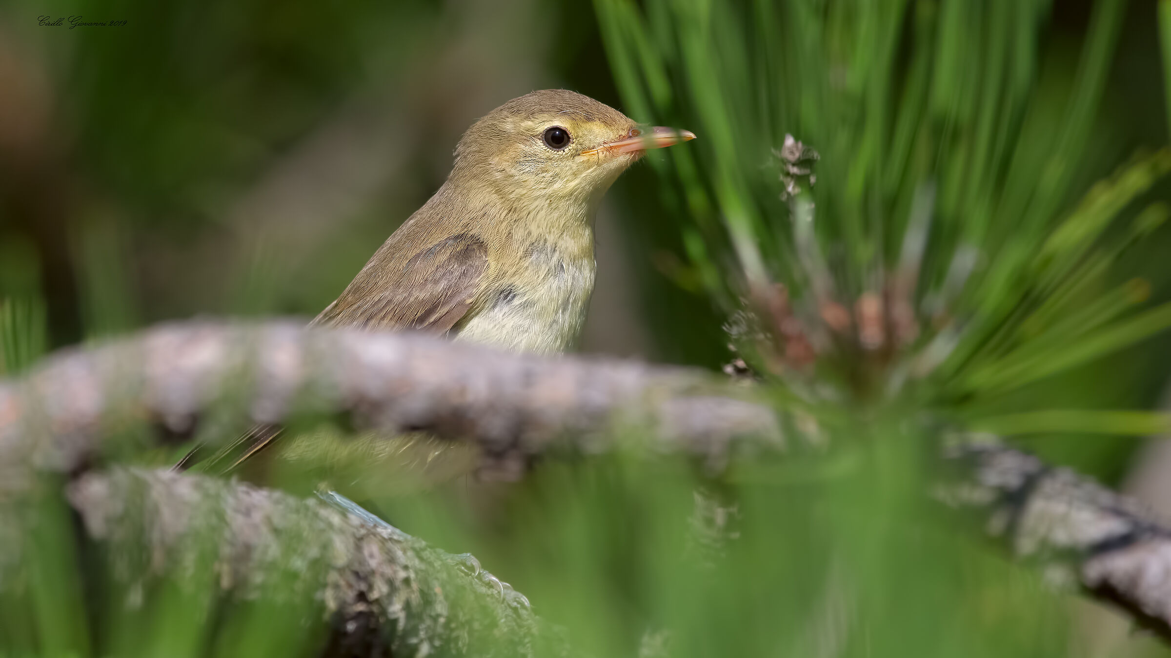 Canapino maggiore in 4k