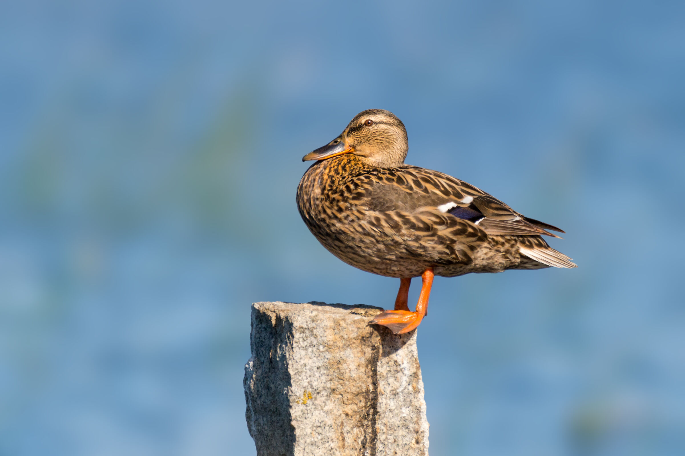 Female Royal German (Anade Murina - in Sardo)