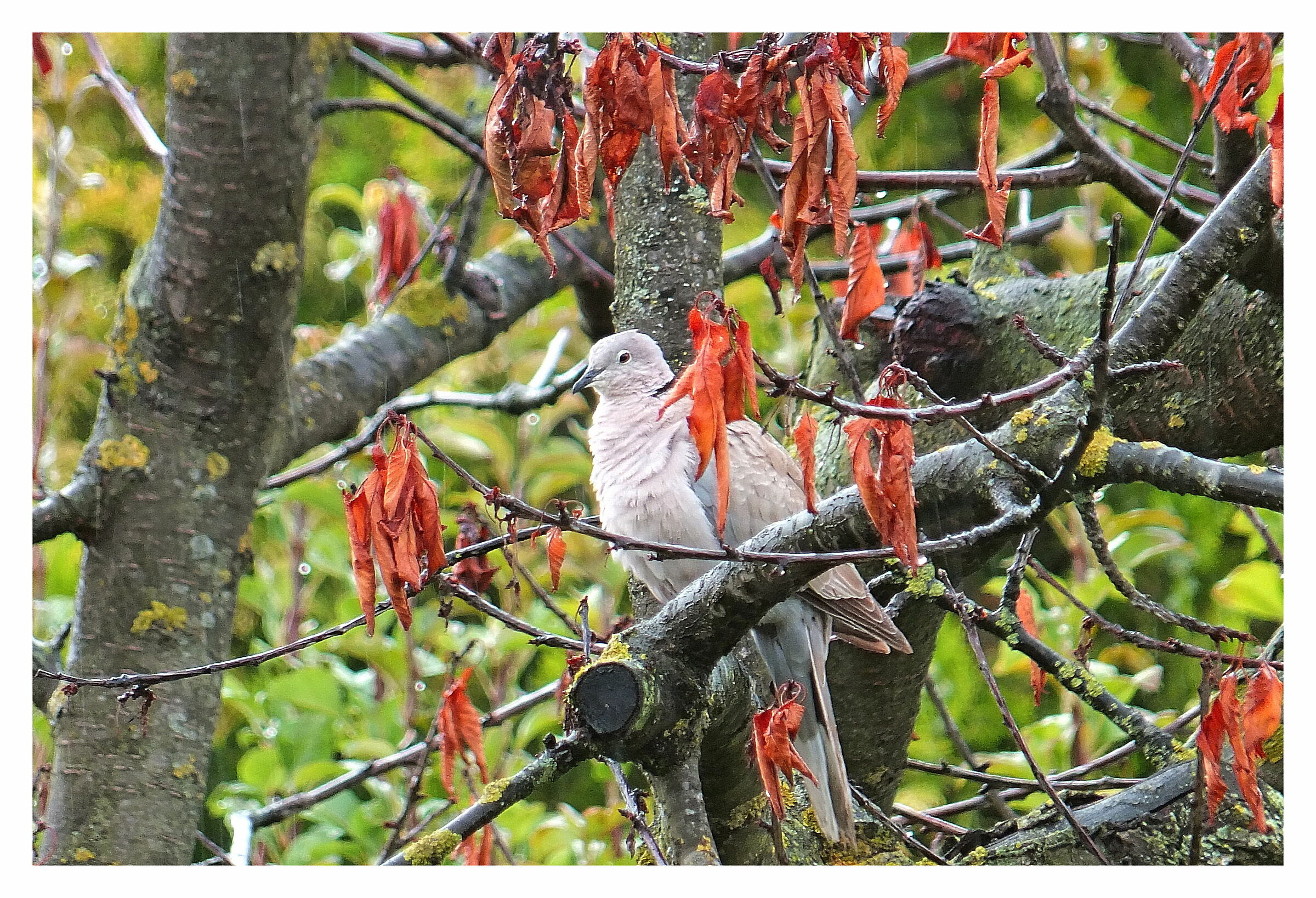 dove almost housewife