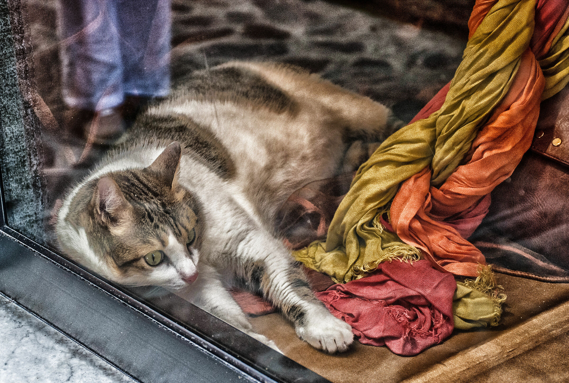 Un gatto in vetrina