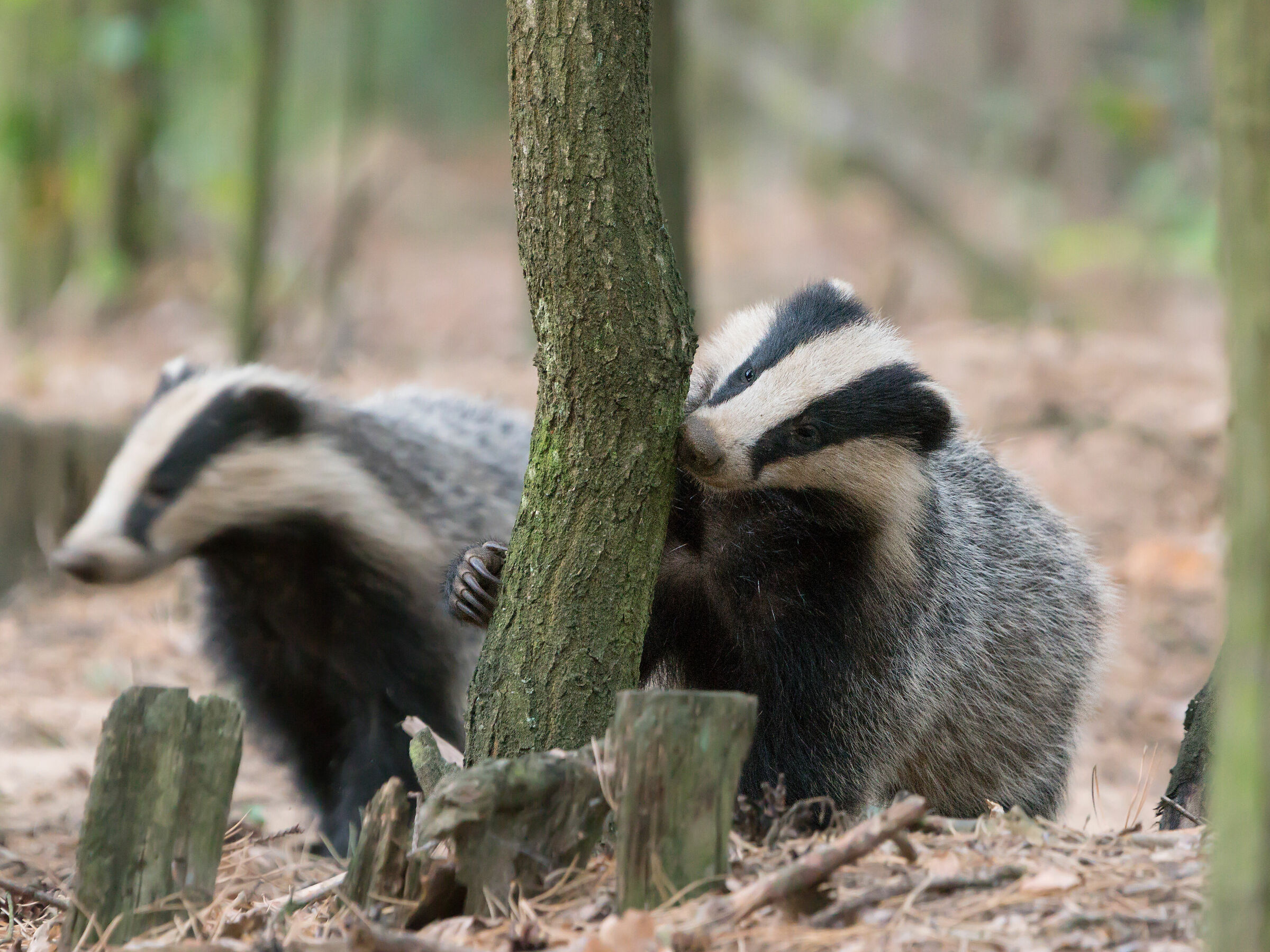 Eurasian badger (Meles meles)