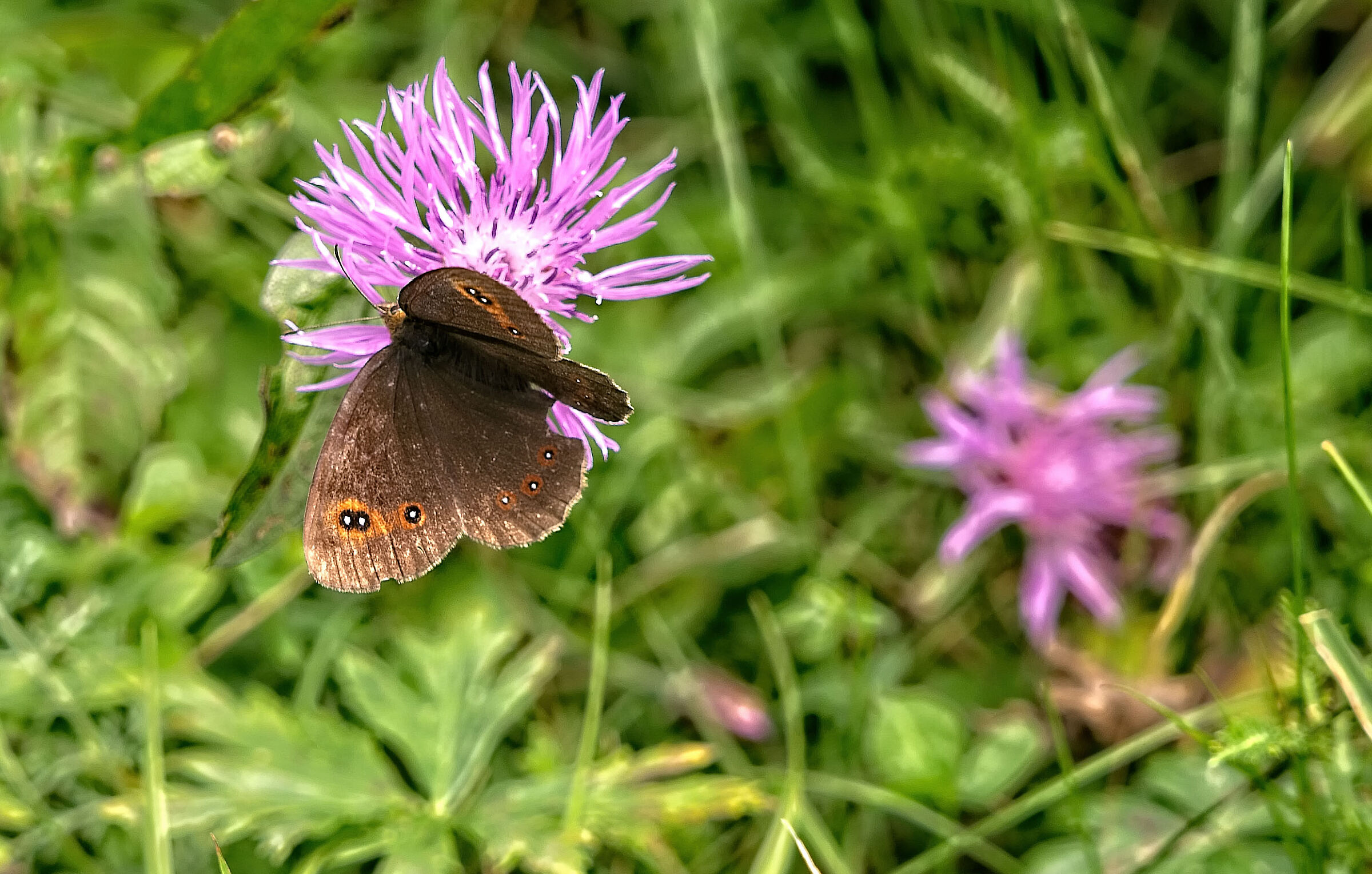 Butterfly Pararge aegeria