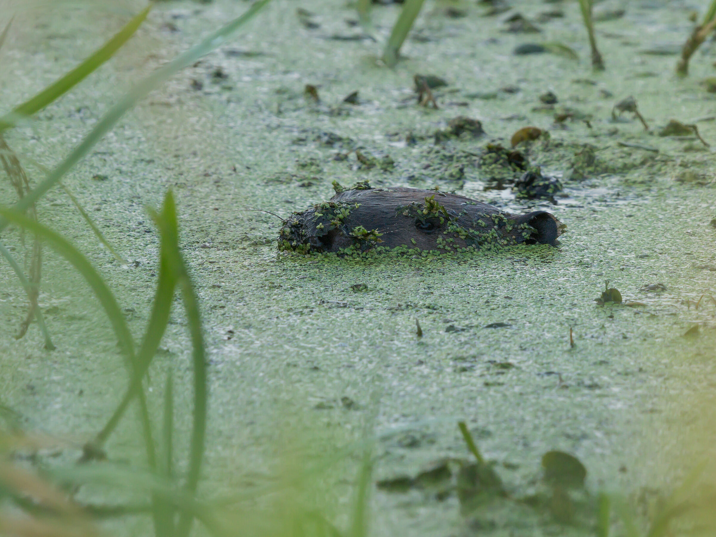 Eurasian beaver (Castor fiber)