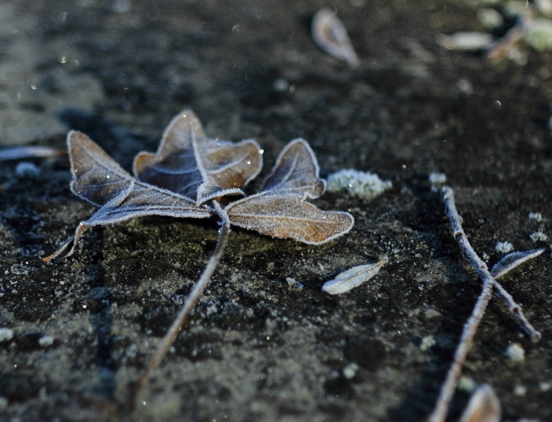 leaf with hoarfrost