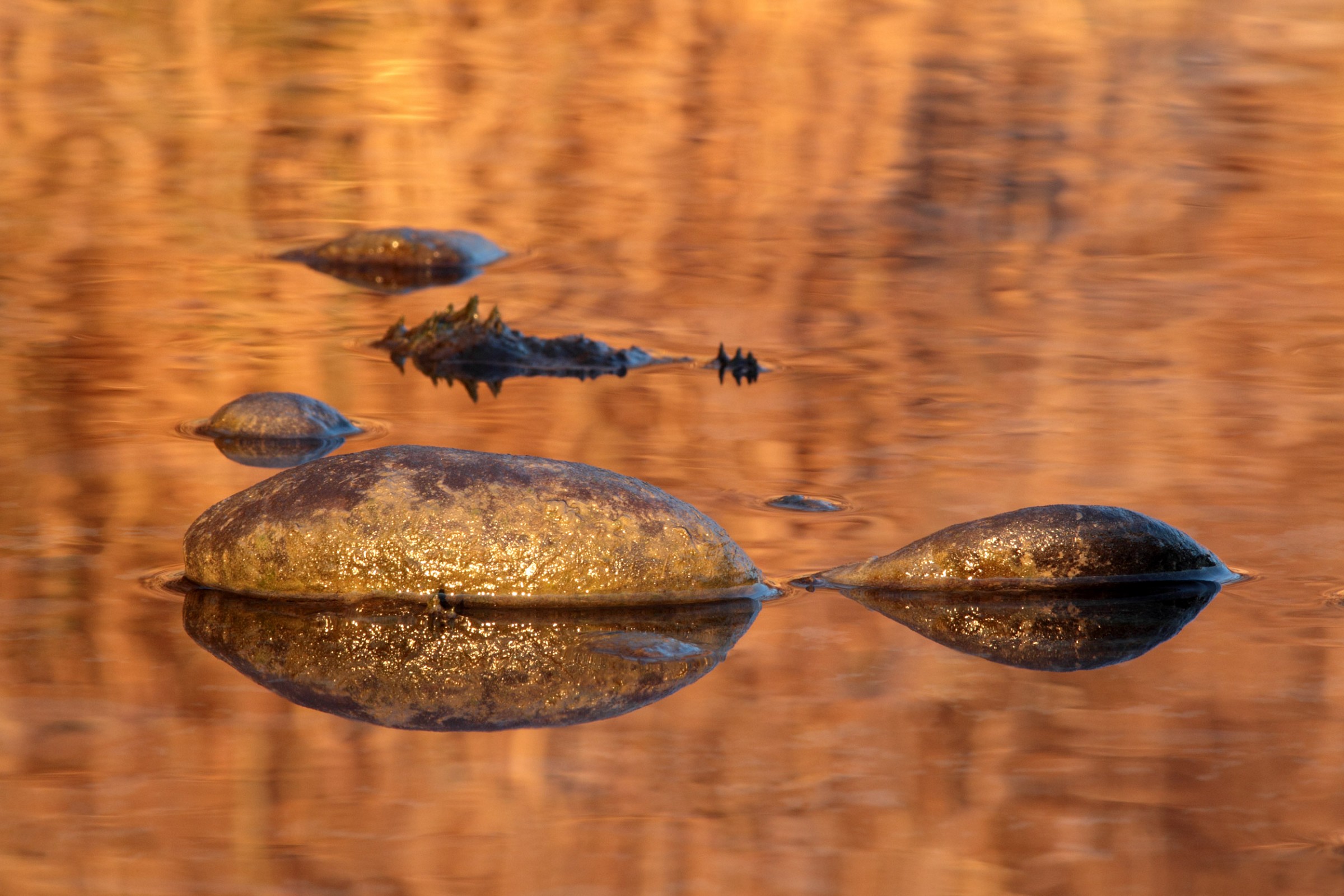 Pebbles with reflection of reeds.