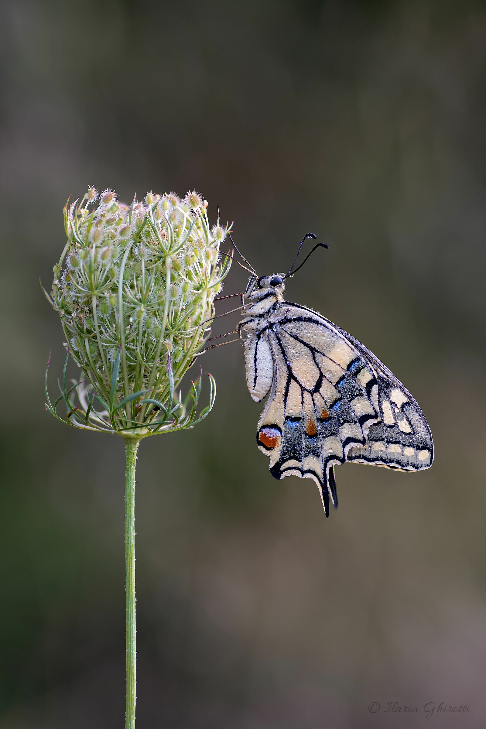 Il mio primo Macaone