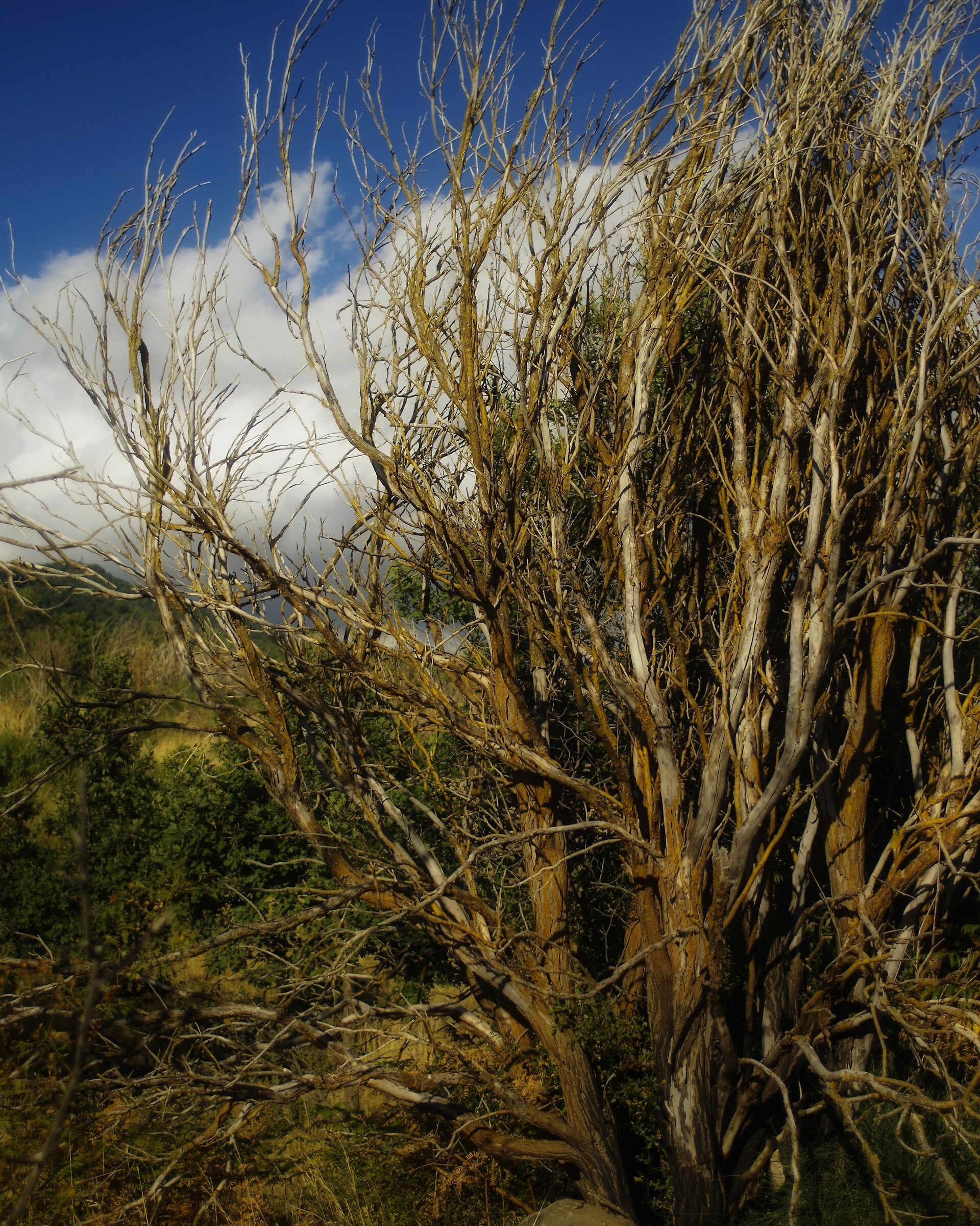 Albero Morto sul Vulcano