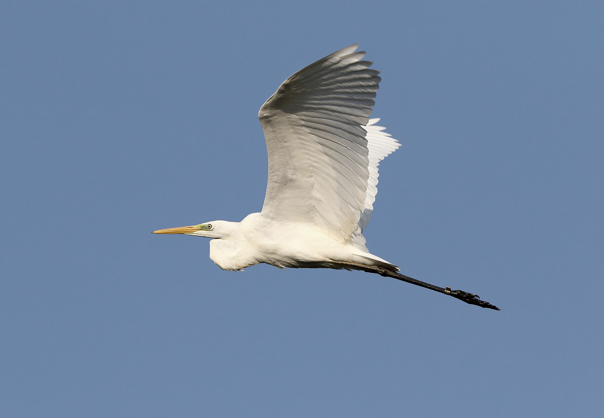 Airone bianco maggiore