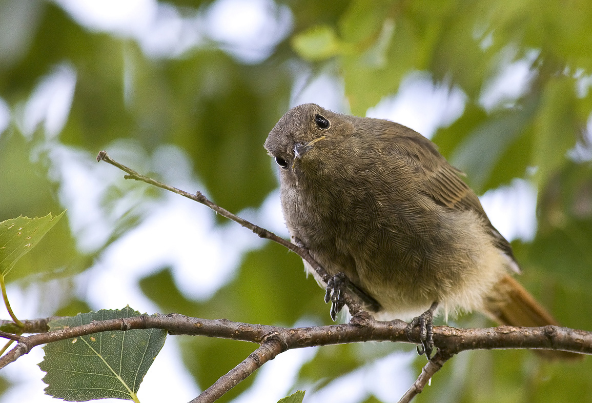 un codirosso curioso